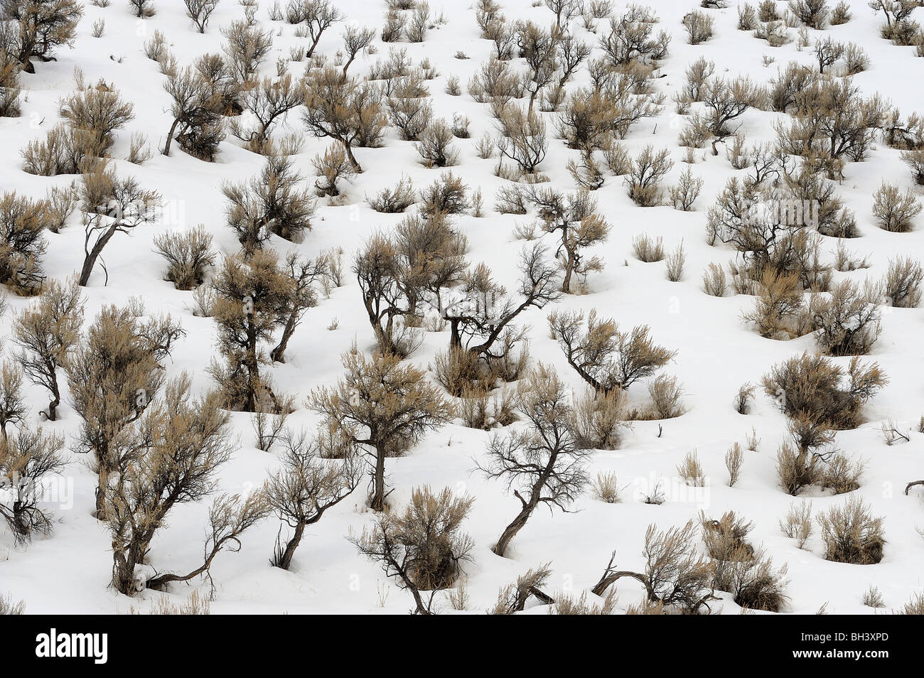 Sage brush yellowstone national park hires stock photography and