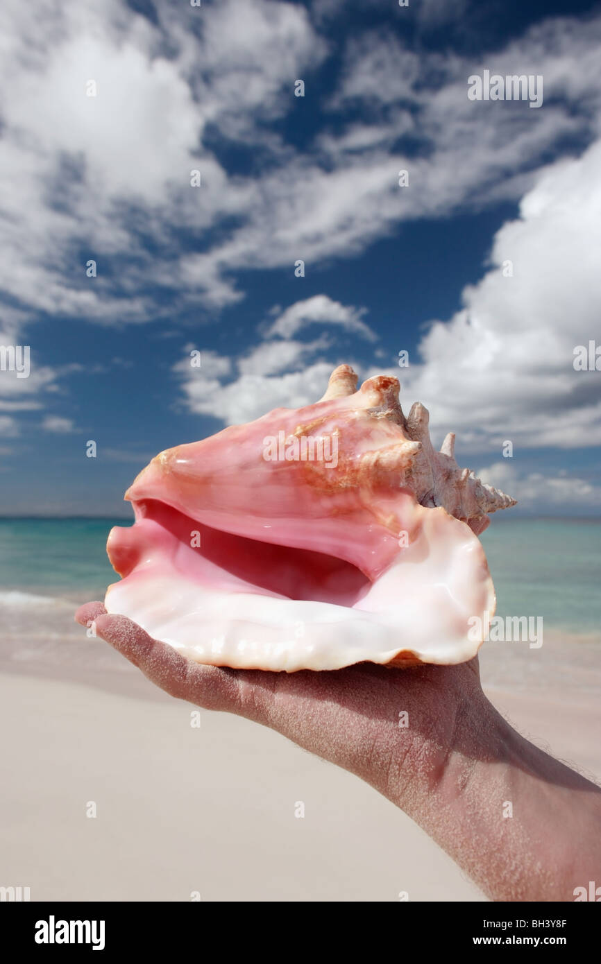 Hand holding conch shell hi-res stock photography and images - Alamy