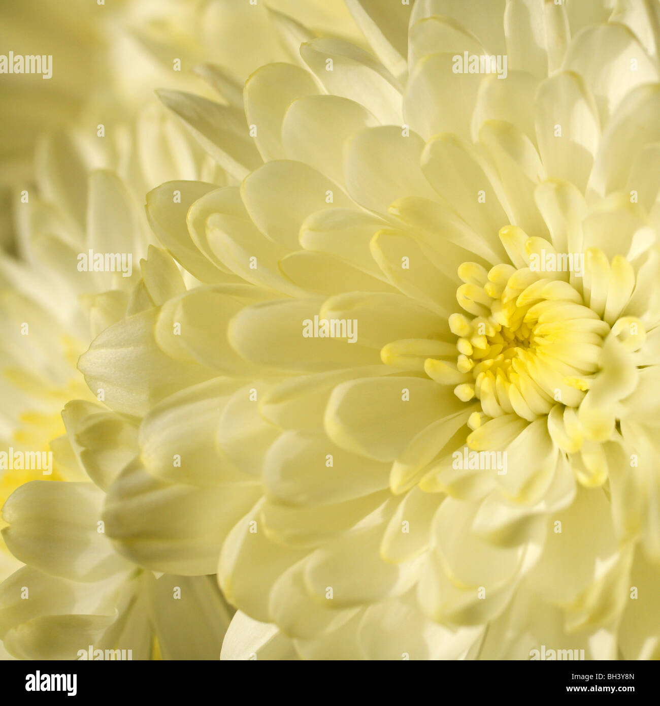 yellow chrysanthemum