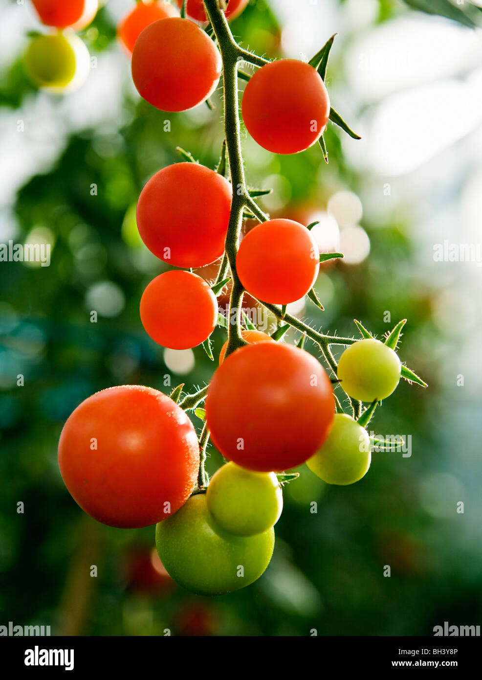 Tomato stem hires stock photography and images Alamy