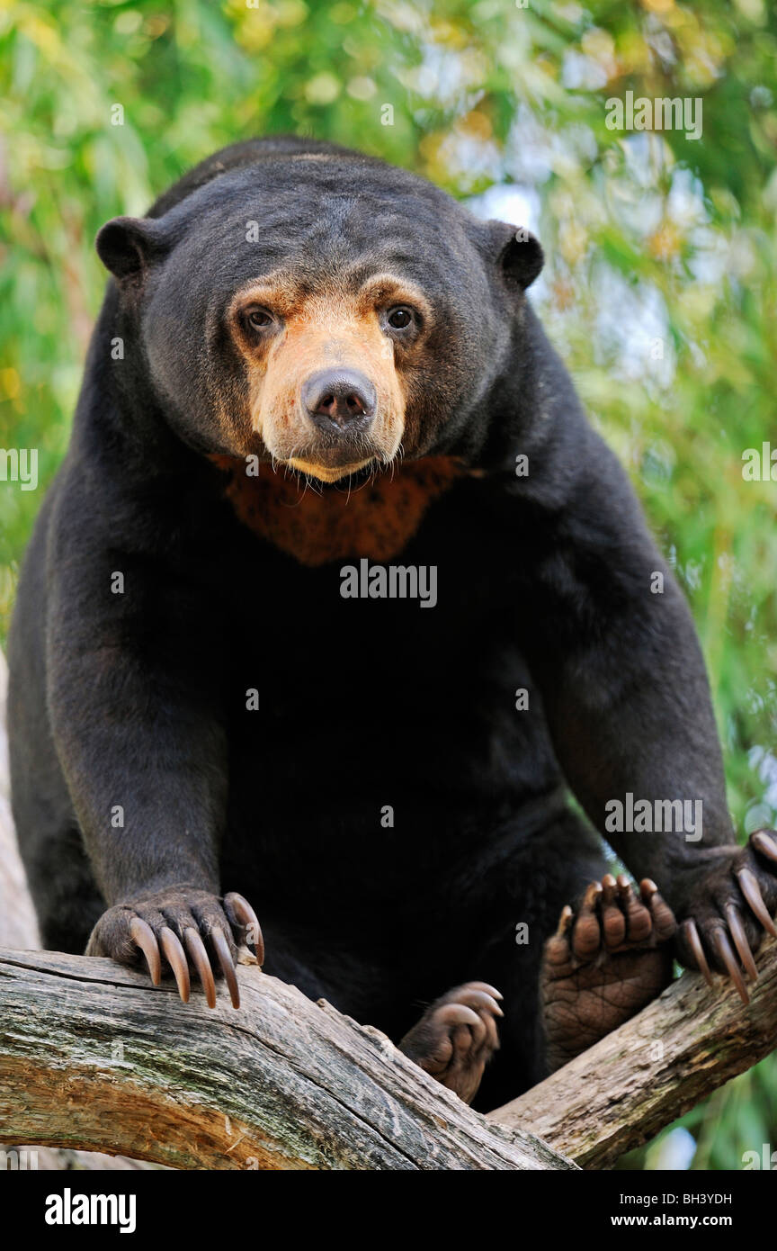 Malayan Sun Bear Stock Photo