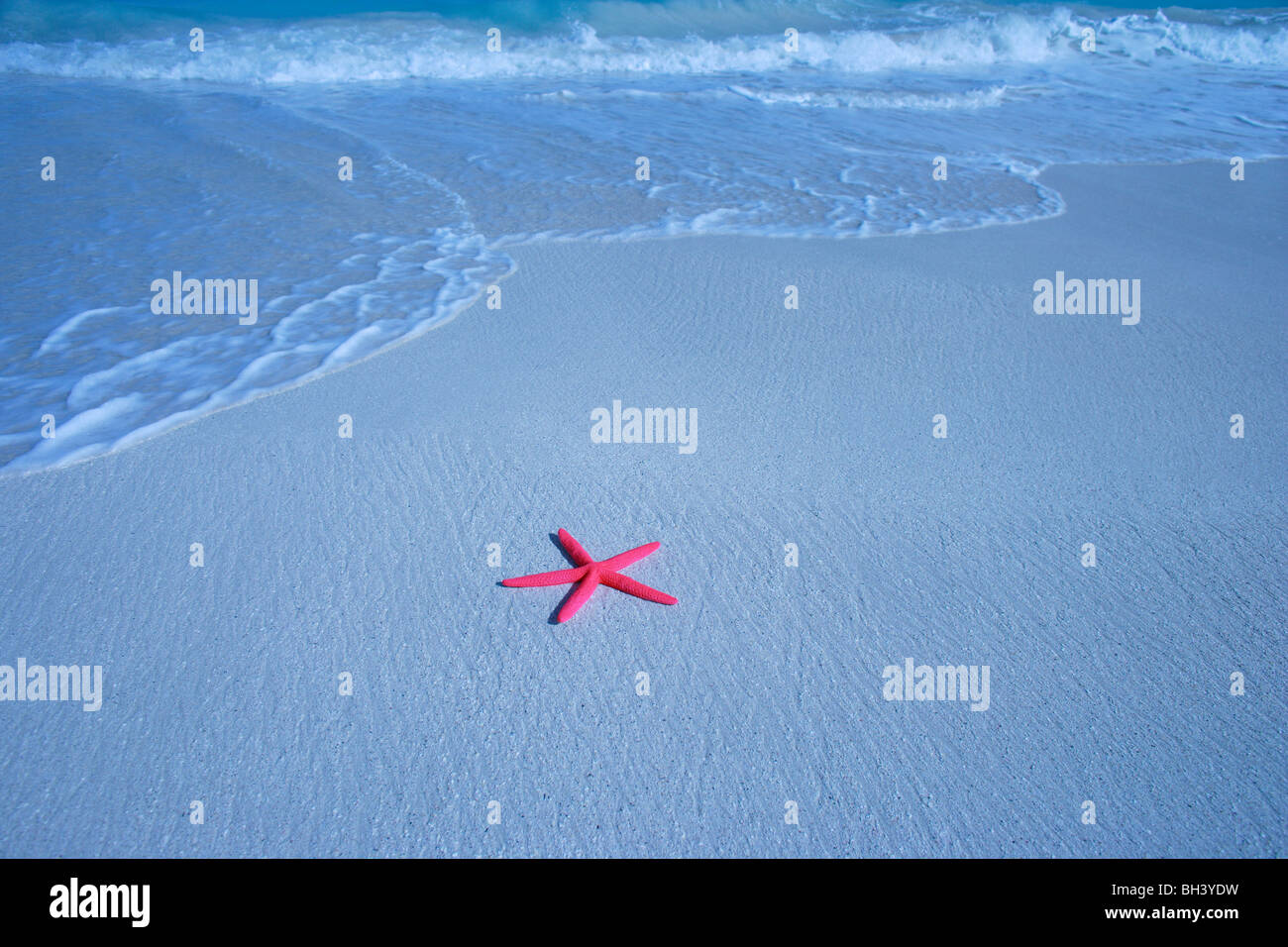 Single starfish on the sand on a deserted tropical beach Stock Photo