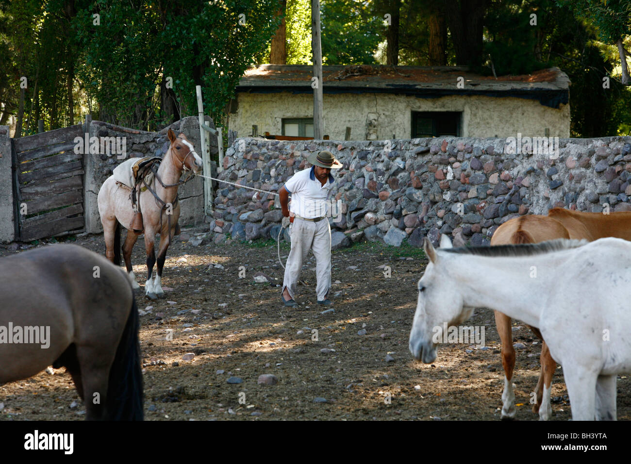 Gaucho with a horse in a farm at Valle de Uco, Mendoza region, Argentina. Stock Photo