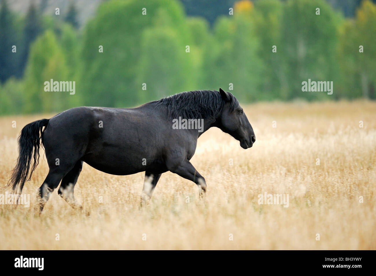 Mustang Stock Photo