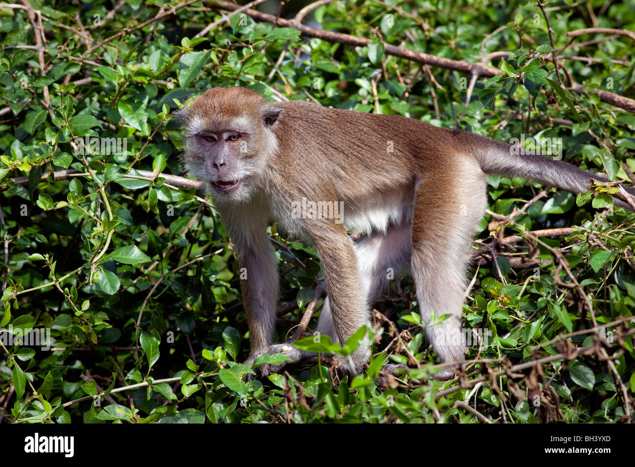The Crab-eating Macaque (Macaca fascicularis) Stock Photo