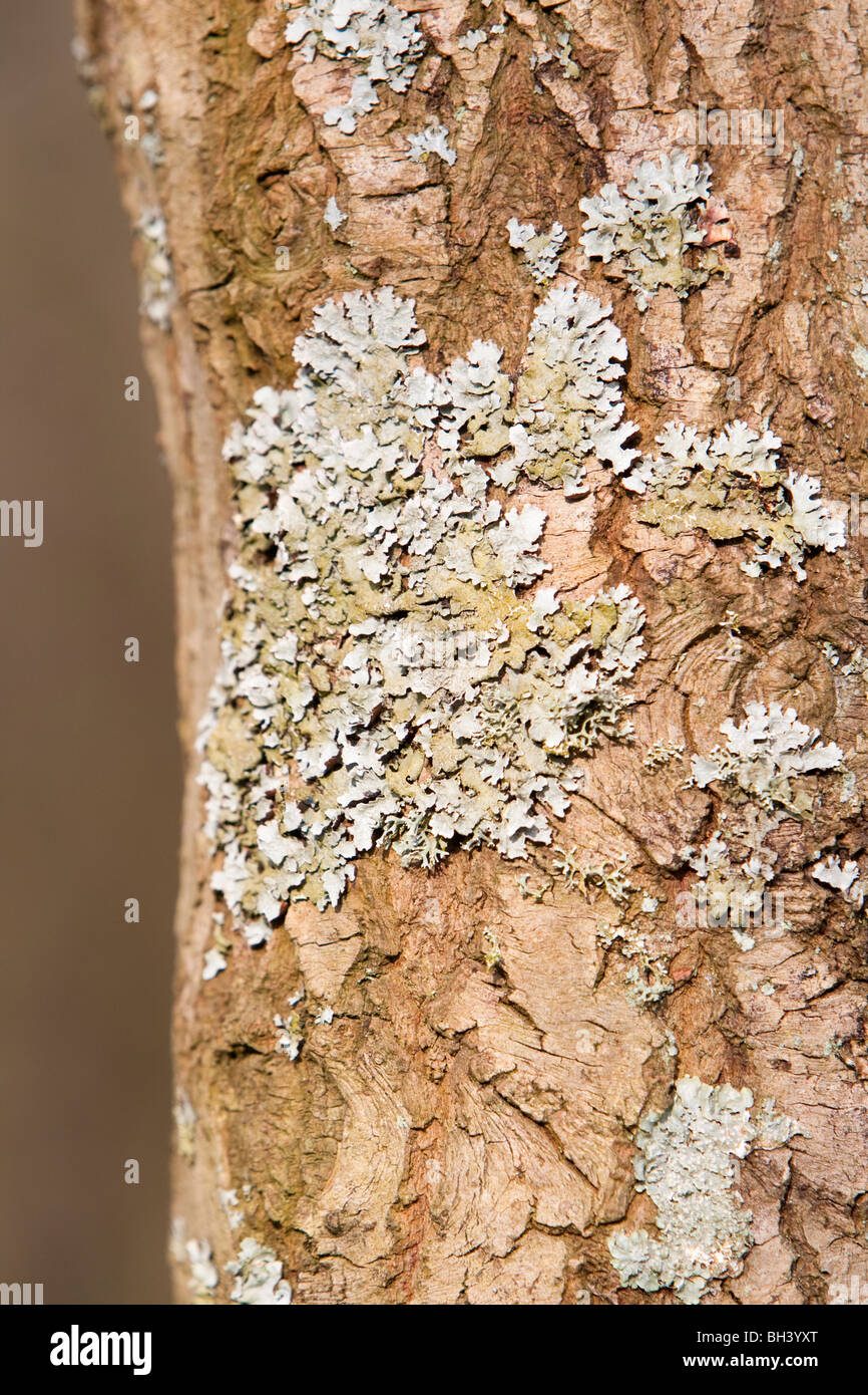 Lichen uk winter tree hi-res stock photography and images - Alamy