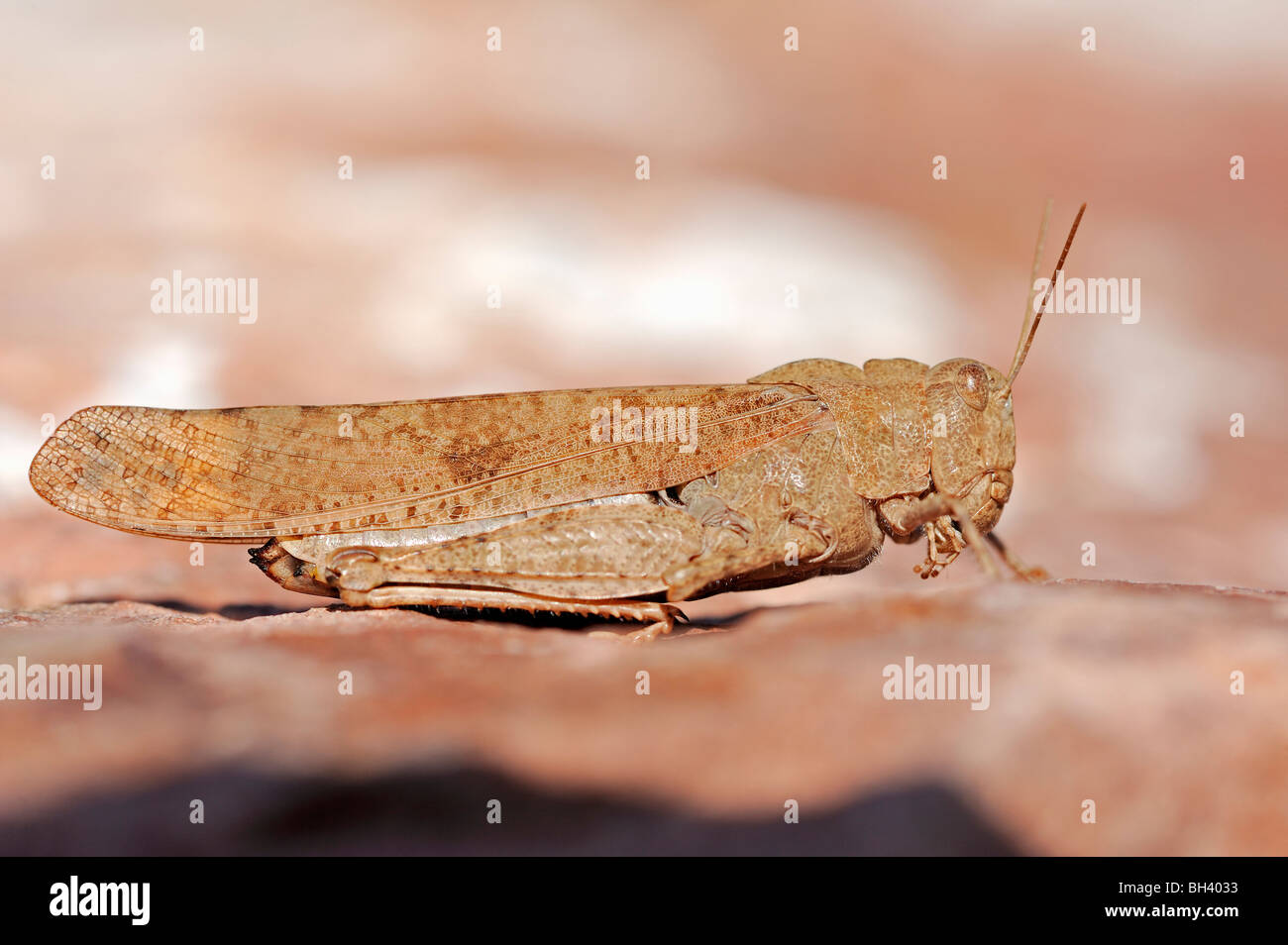 Carolina Grasshopper Stock Photo