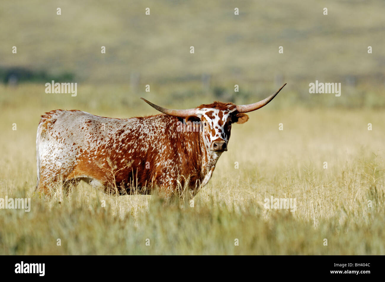 Texas Longhorn Cattle Stock Photo
