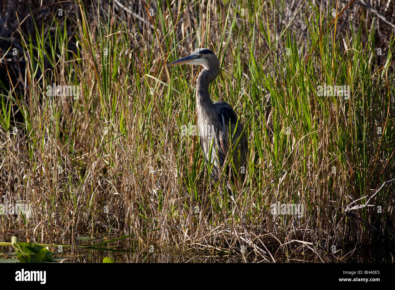Great Blue Heron, Ardea herodias, Everglades National Park FL Stock Photo