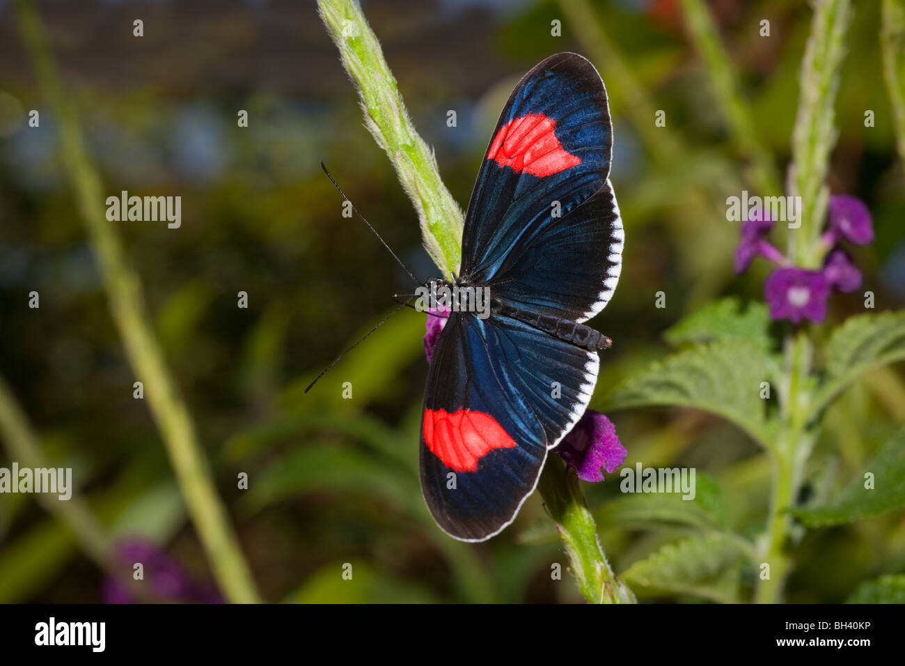 Brush-Footed Butterfly Heliconius Erato Cyrbia Stock Photo