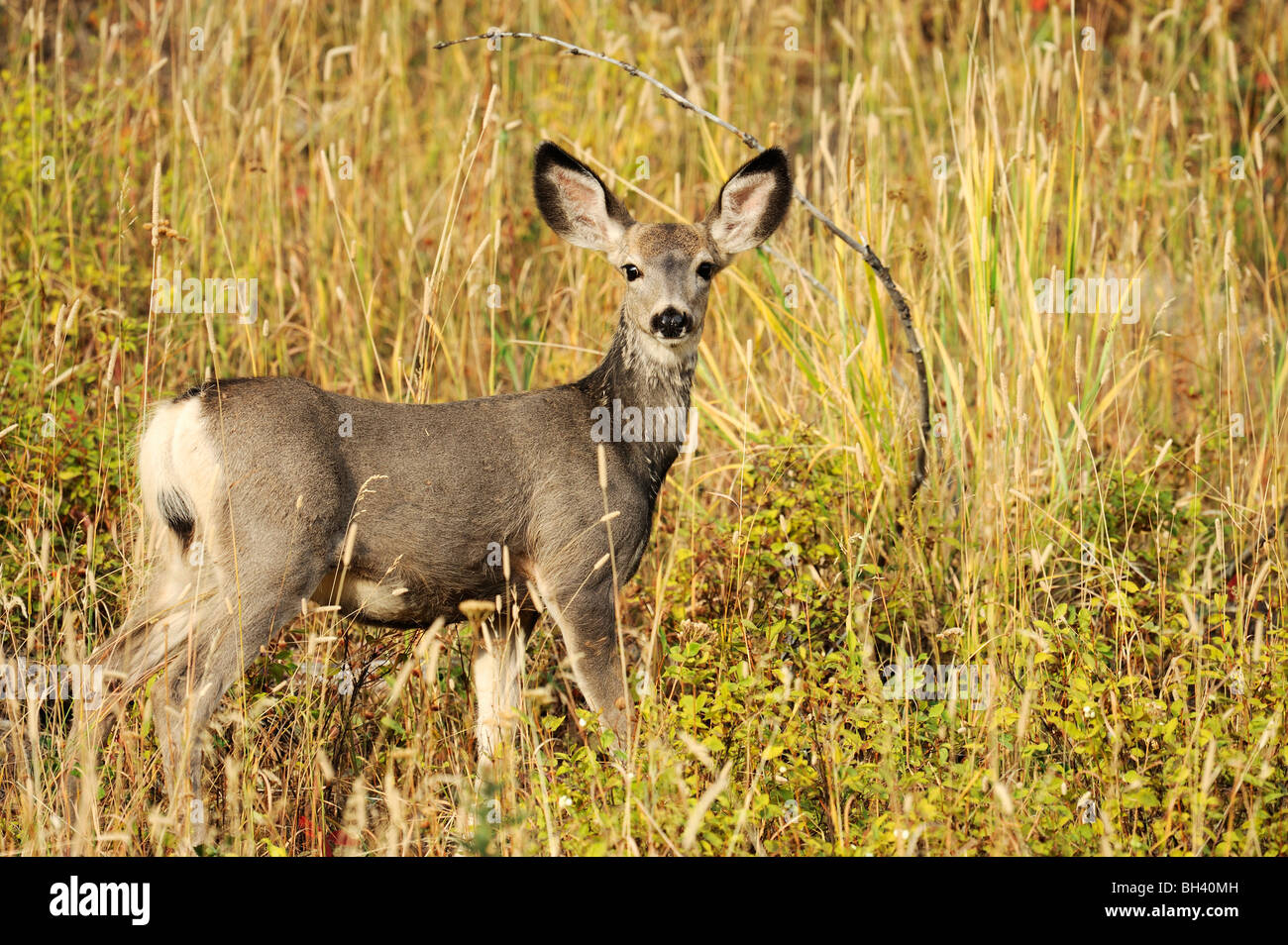 Mule Deer Stock Photo