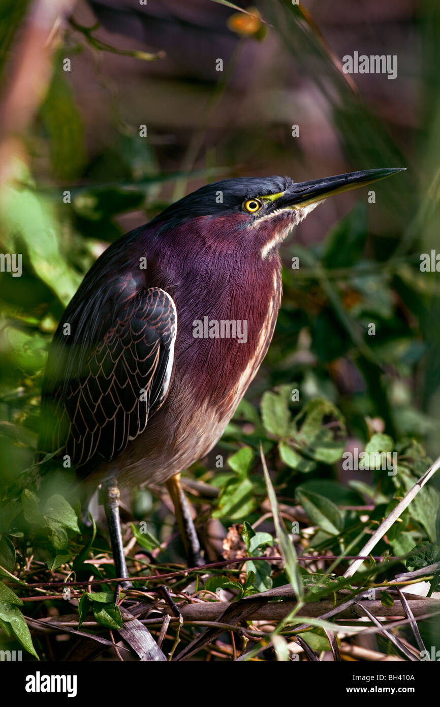 The Green Heron (Butorides virescens) is a small heron of North and Central America. Stock Photo
