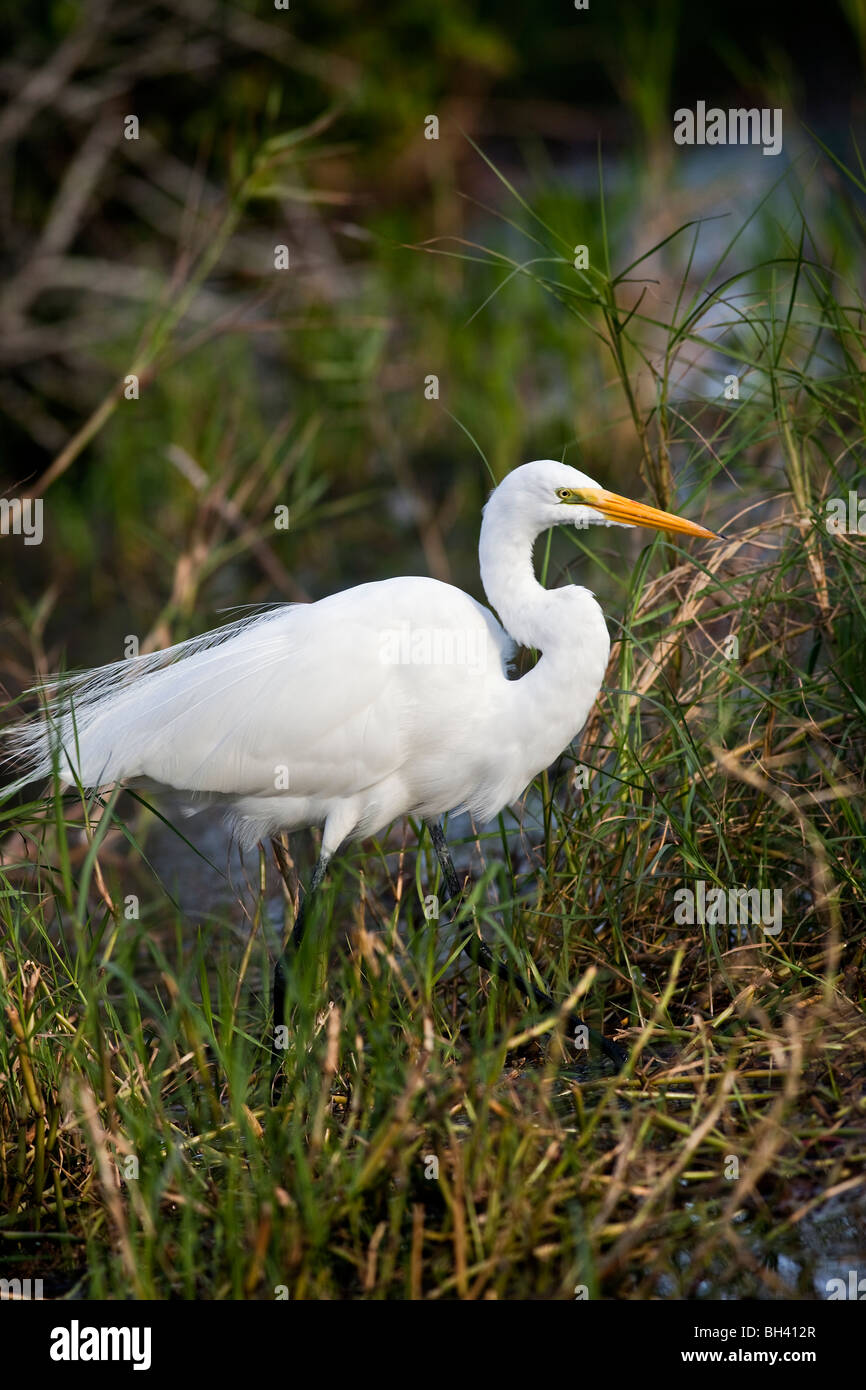 Great White Egret or Common Egret, Ardea alba Stock Photo