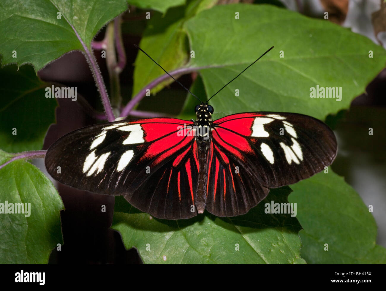 The Postman Butterfly, Heliconius Melpomene Madiera Stock Photo