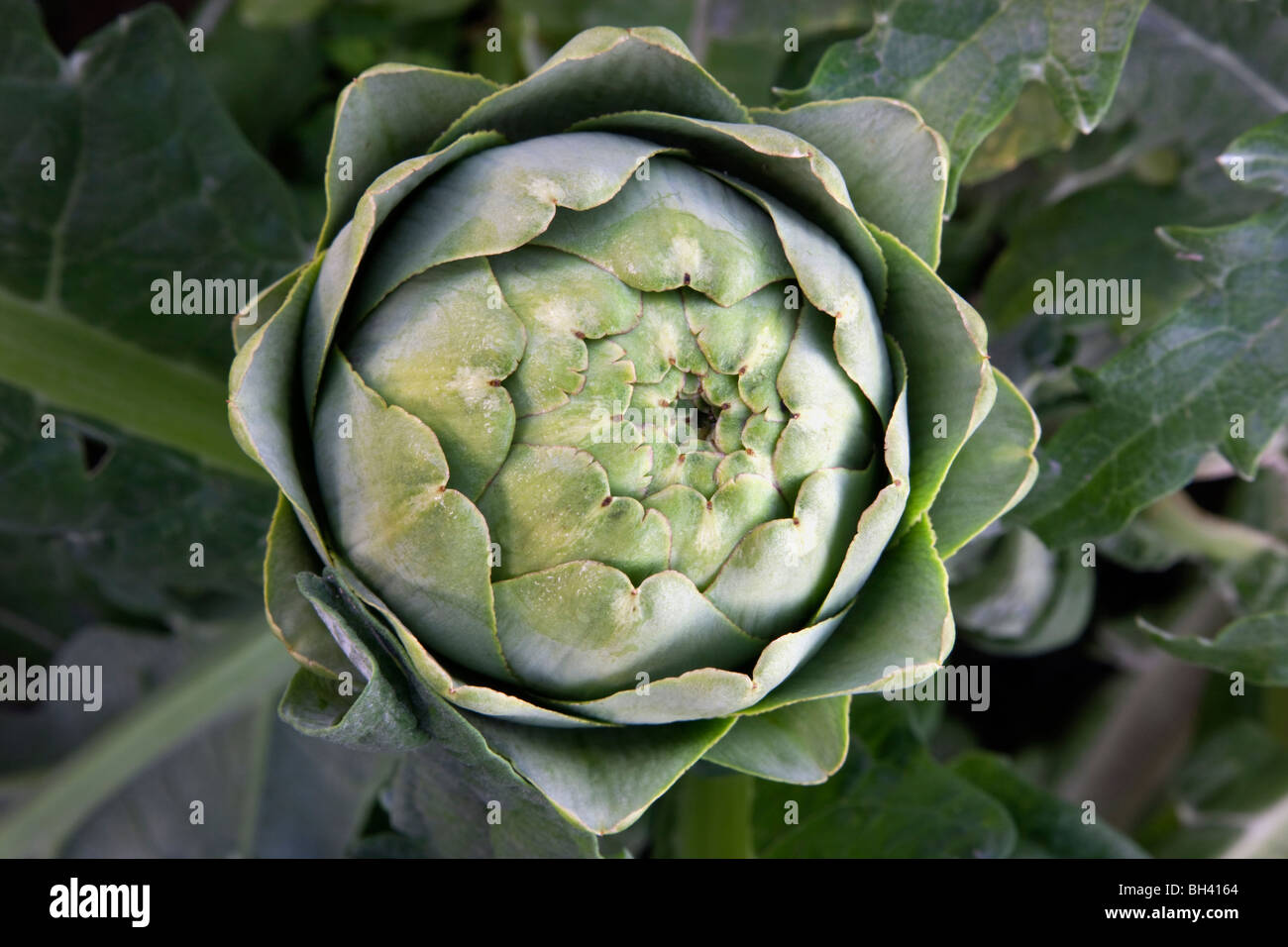 Artichoke 'Globe' flower bud, on plant Stock Photo Alamy