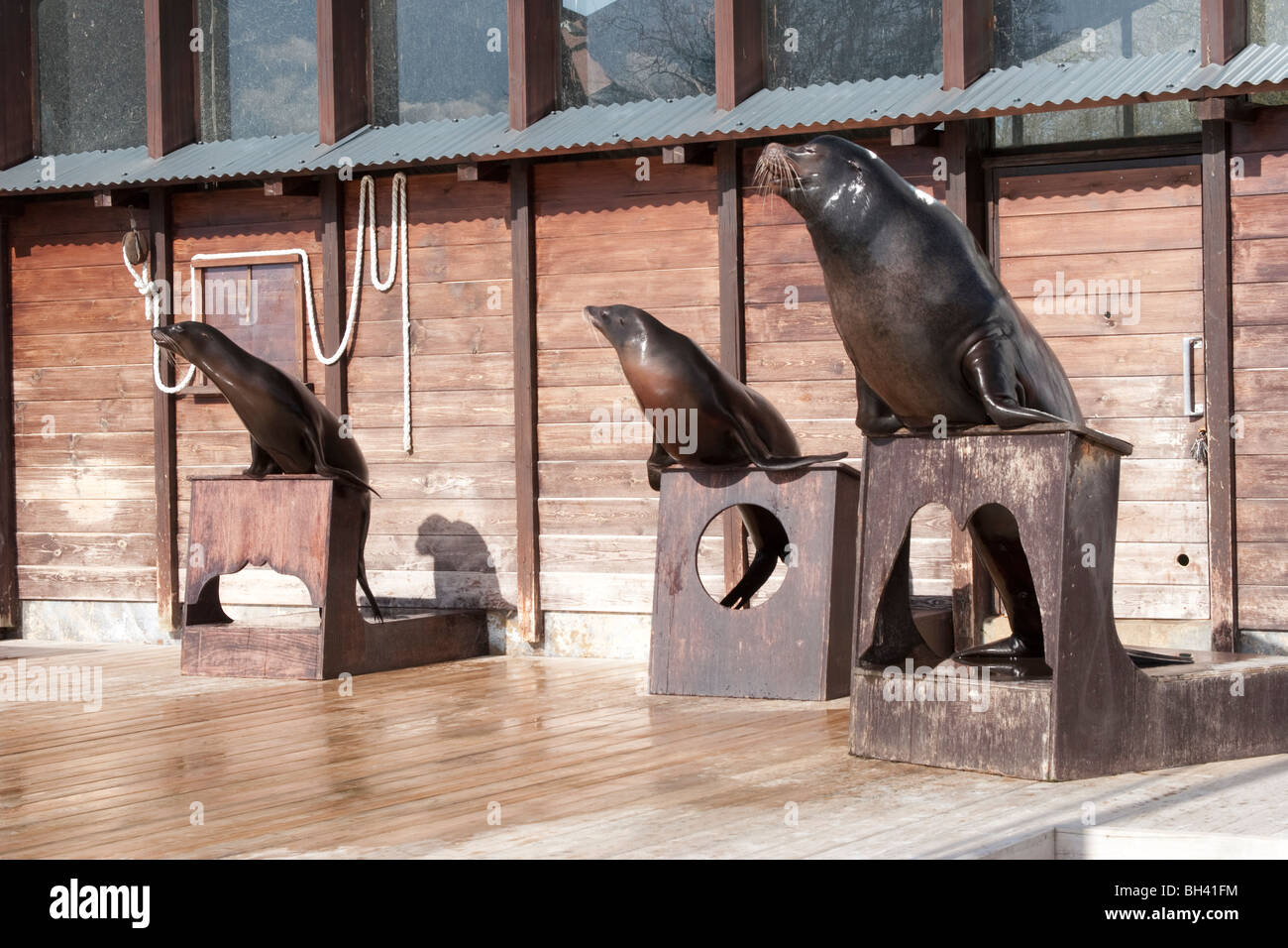 Sea Lion Show - Whipsnade Zoo - Bedfordshire Stock Photo