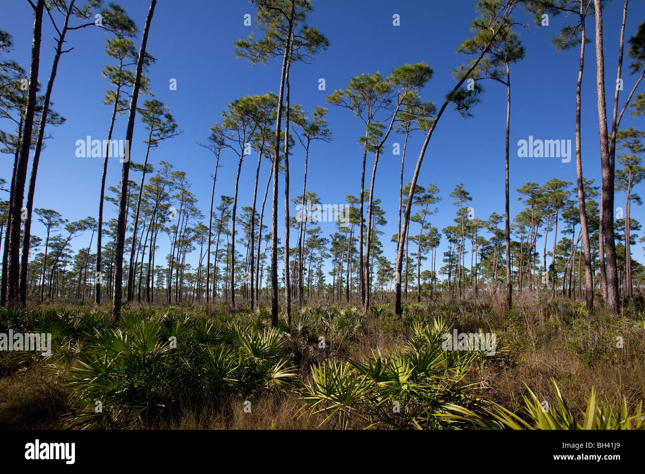 The Florida Everglades - Pine Rocklands.  The rugged terrain is canopied almost entirely by slash pine. Stock Photo