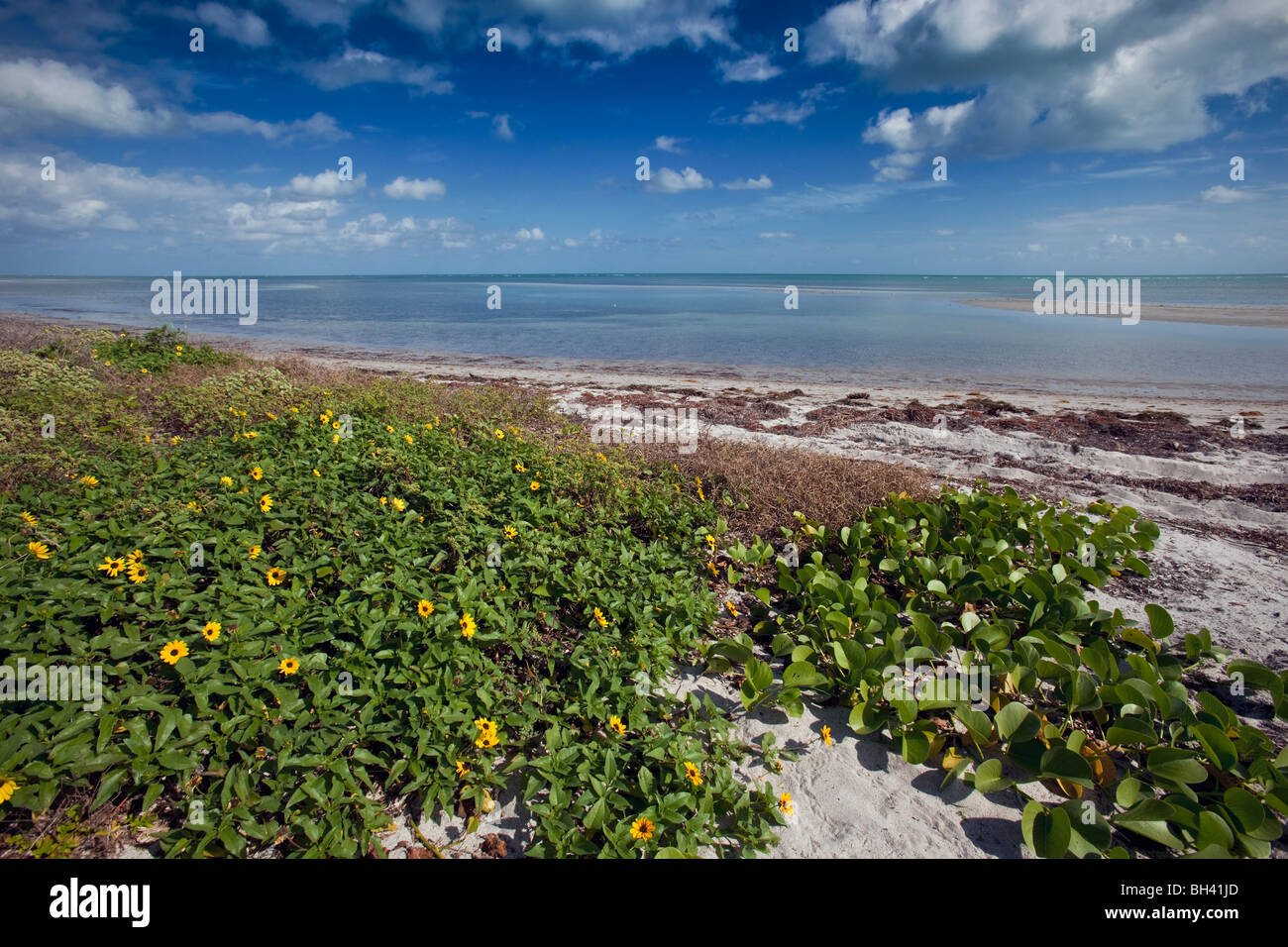 Cucumberleaf Sunflower - Helianthus debilis - Florida Beach - Key Biscayne Stock Photo
