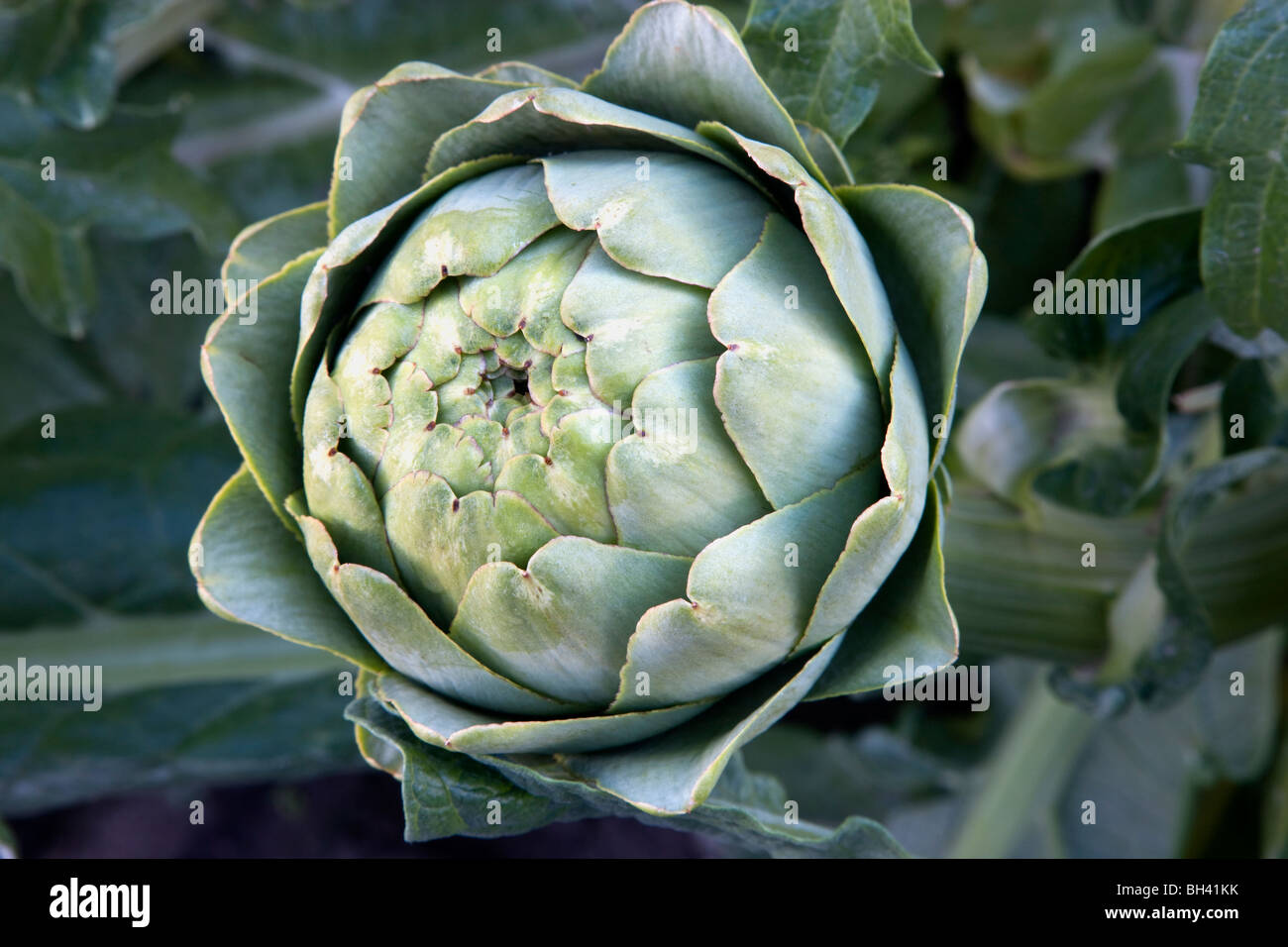 Artichoke 'Globe' flower bud, on plant. Stock Photo