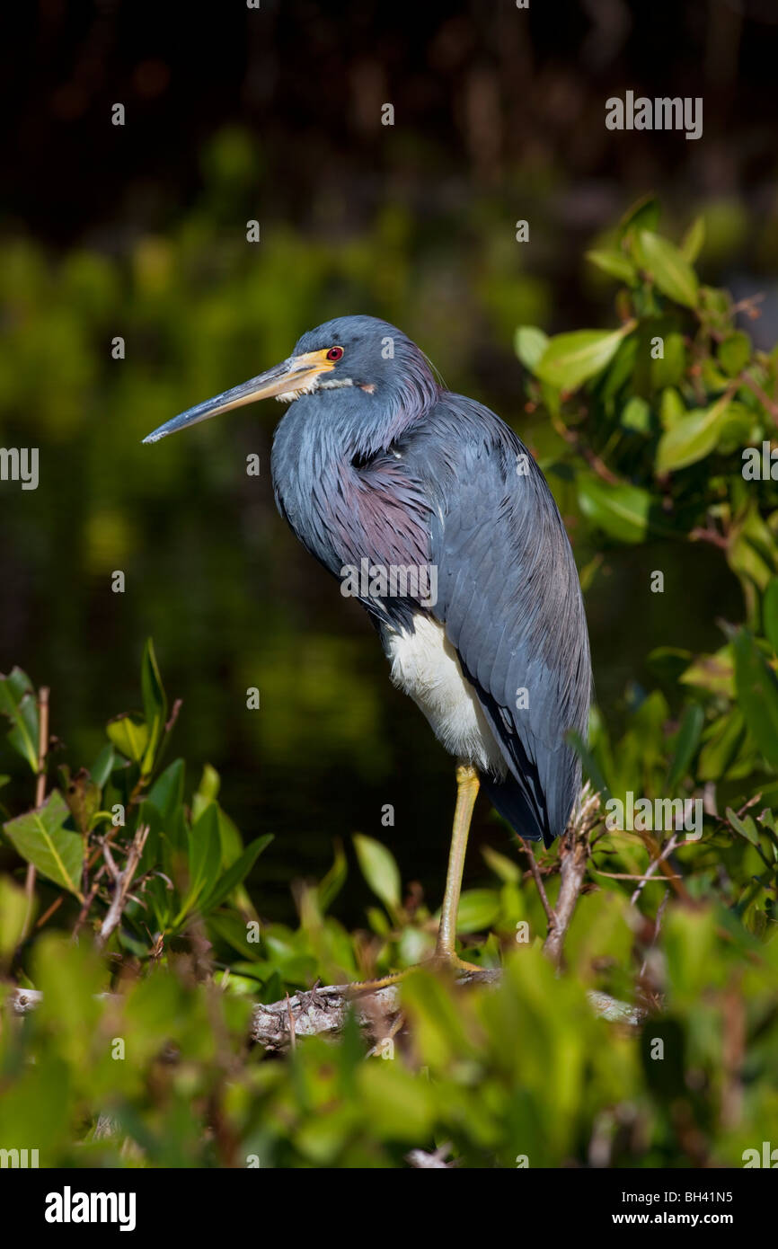 The Tricolored Heron (Egretta tricolor) formerly known in North America as the Louisiana Heron. Stock Photo