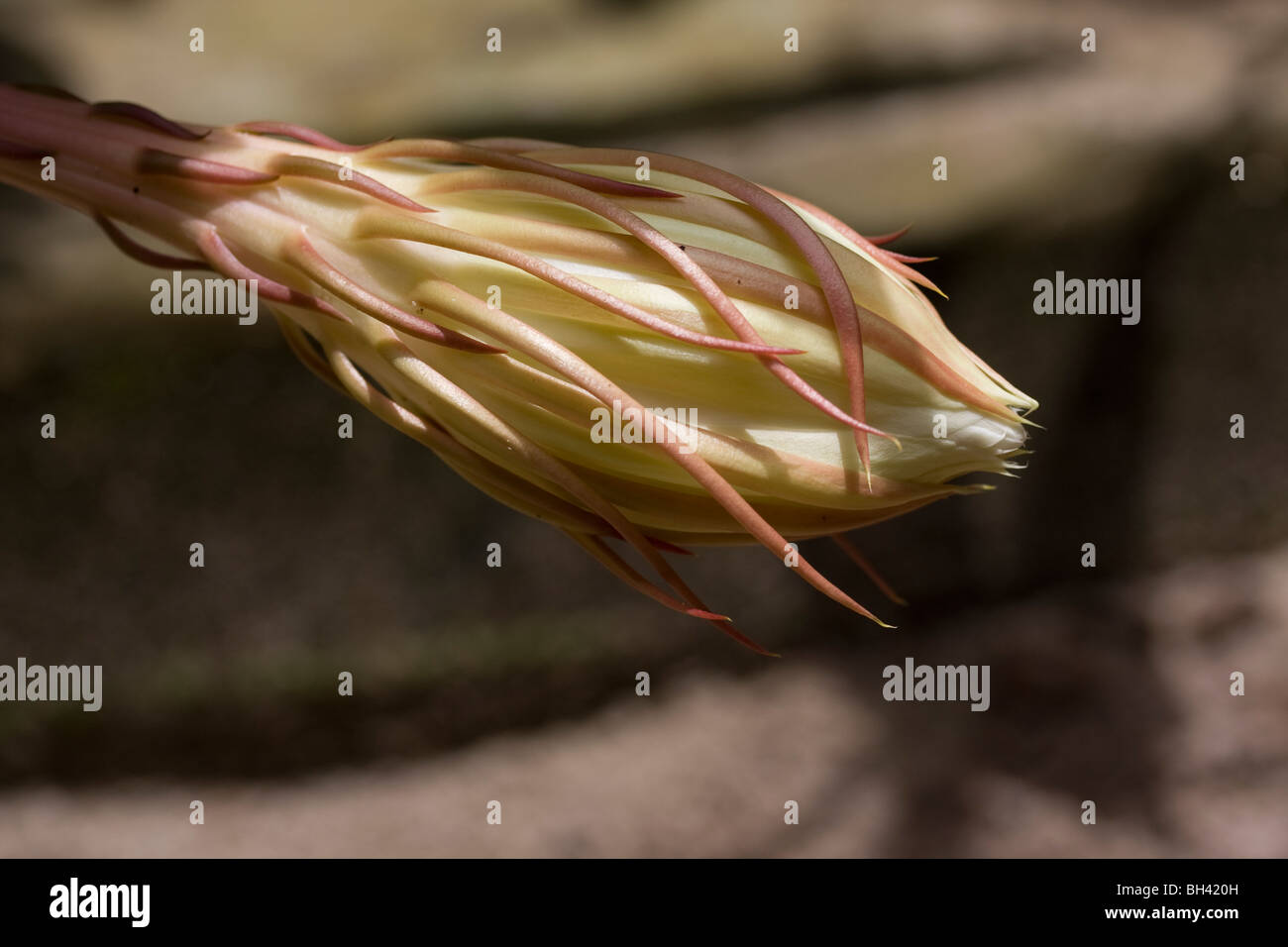 Midnight queen flower in garden hires stock photography and images Alamy