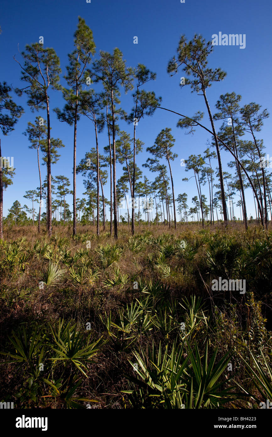 The Florida Everglades - Pine Rocklands.  The rugged terrain is canopied almost entirely by slash pine. Stock Photo