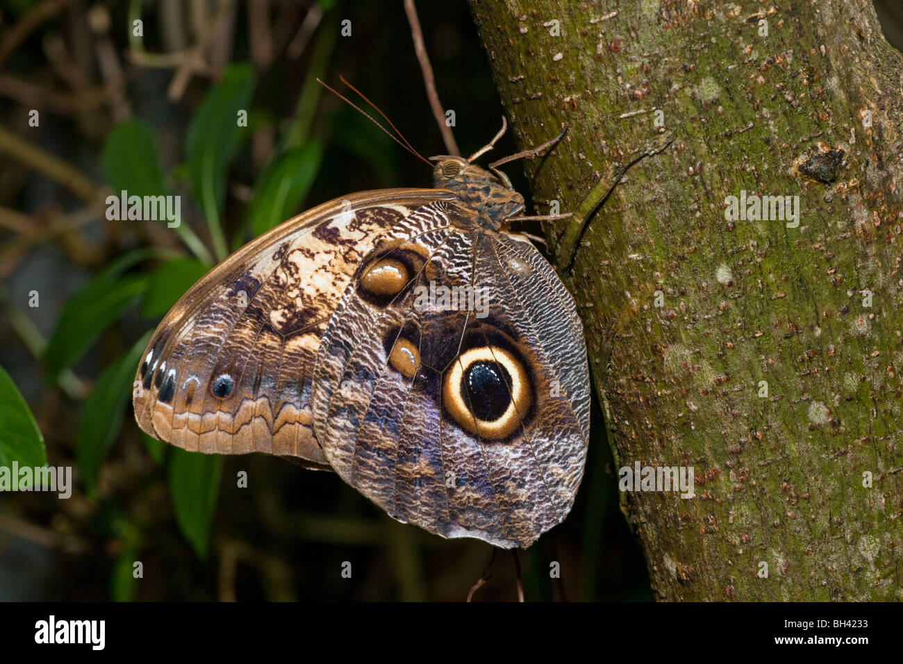 Owl Butterfly, Caligo memnon Stock Photo