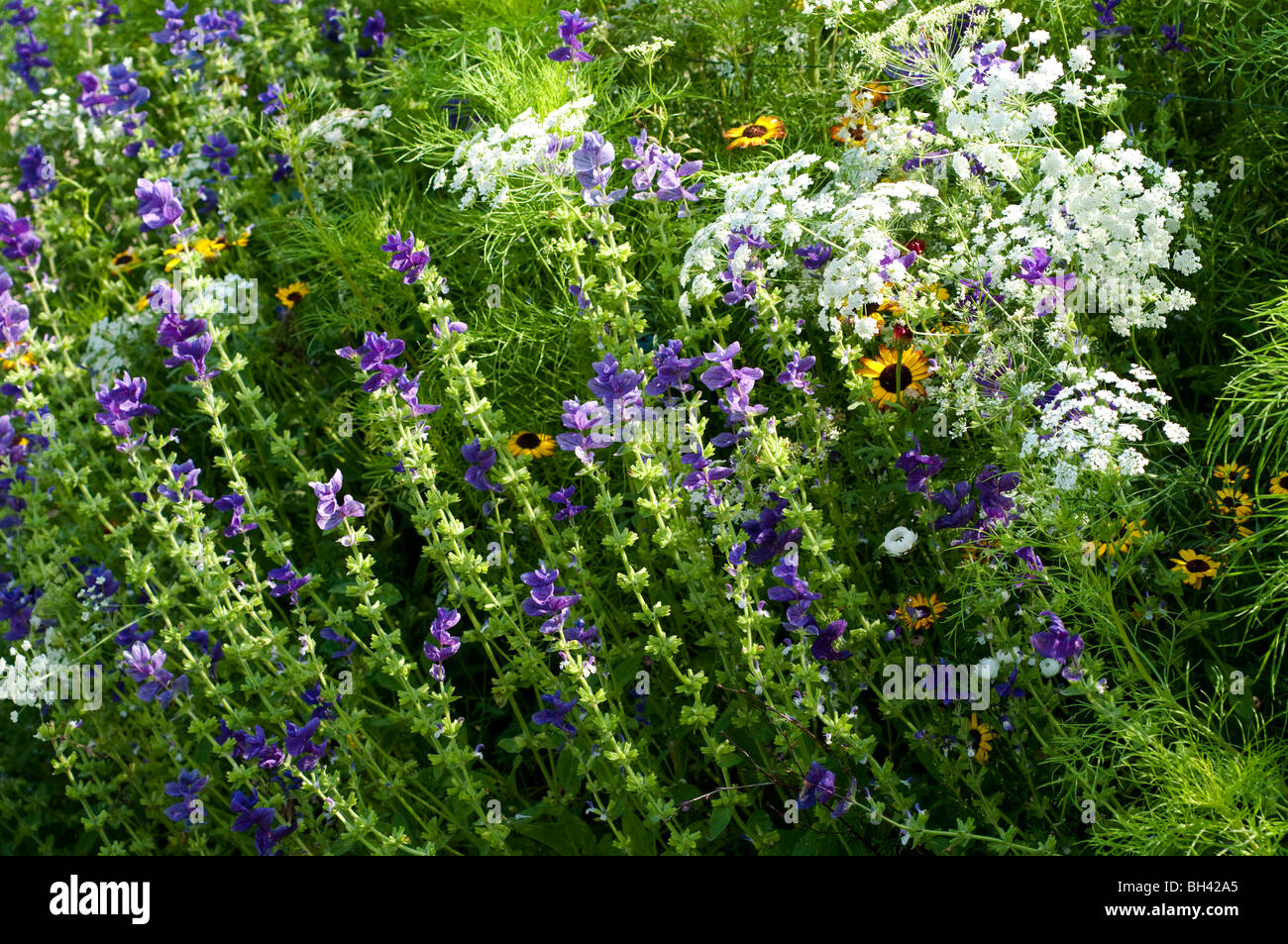 Ammi majus and Salvia viridis BLUE DENIM in flower border Stock Photo