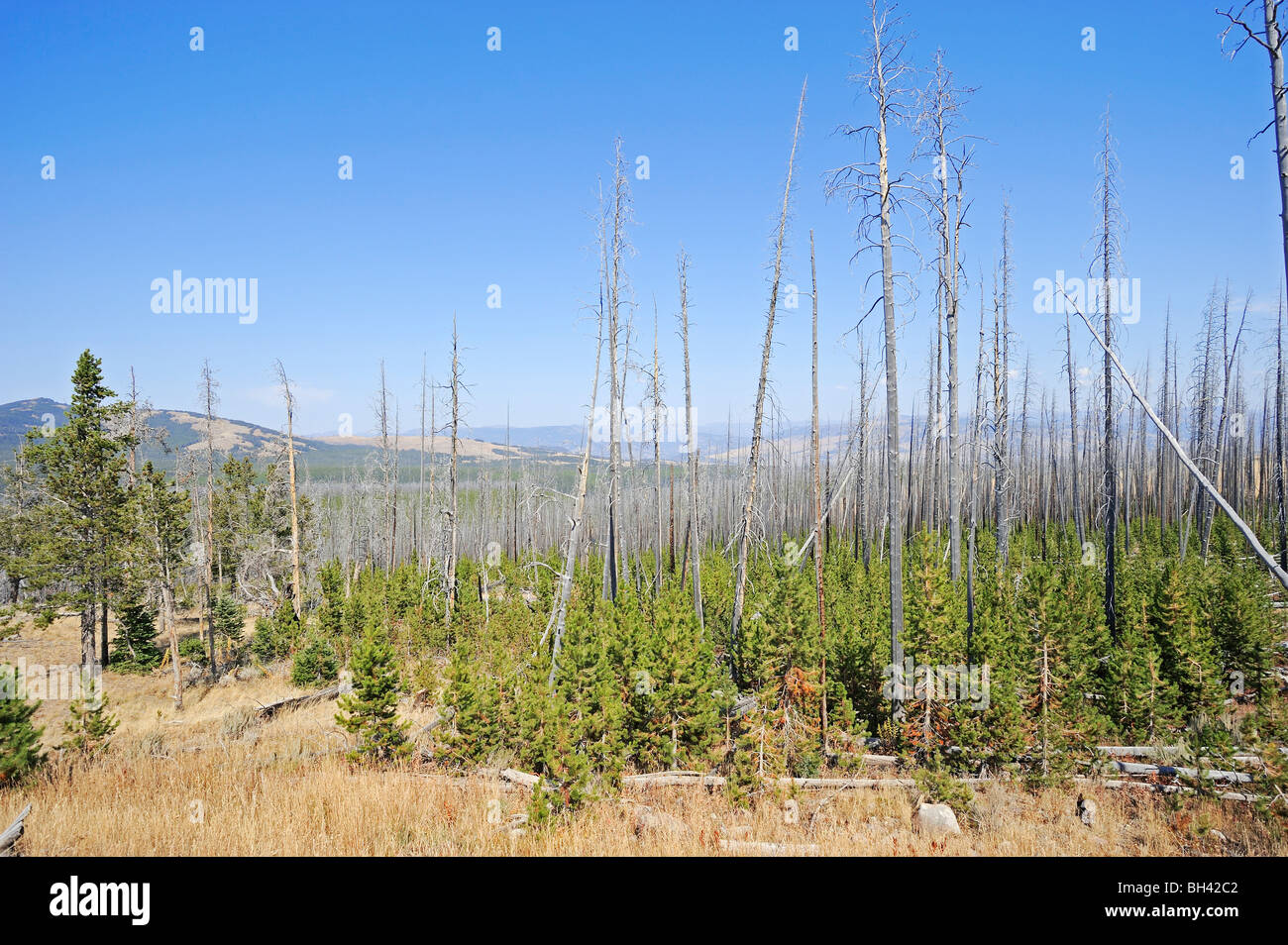 Coniferus forest Stock Photo