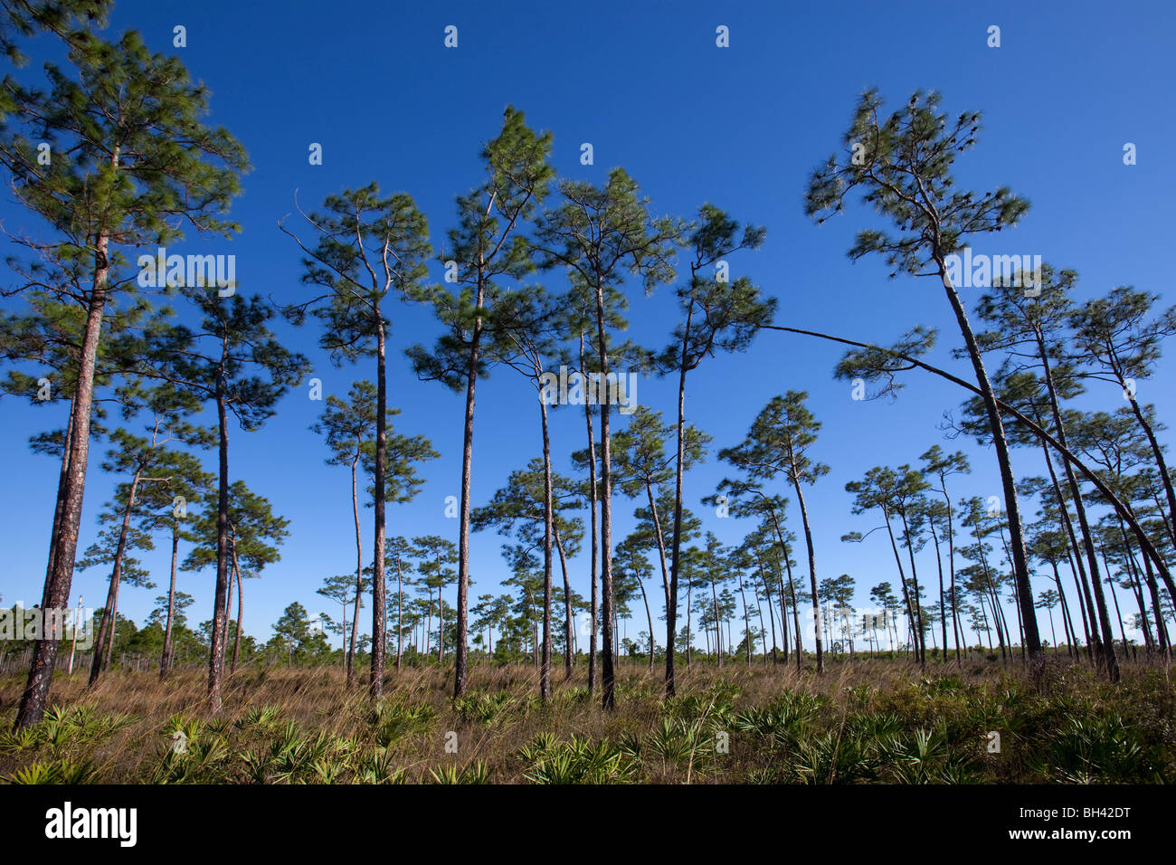 The Florida Everglades - Pine Rocklands.  The rugged terrain is canopied almost entirely by slash pine. Stock Photo