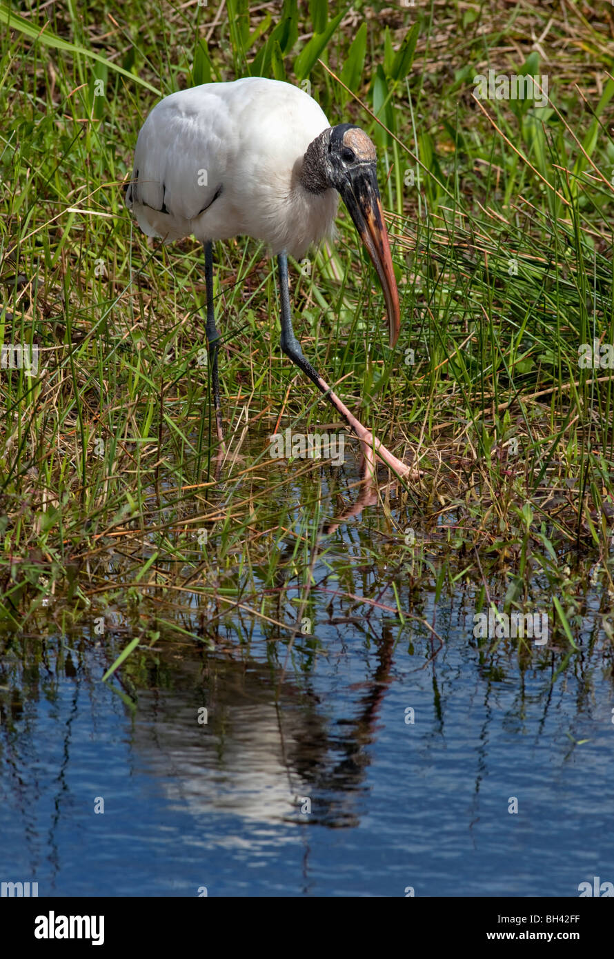 Wood Stork, Mycteria americana is a large American wading bird in the stork family Ciconiidae. Everglades NP, Florida Stock Photo