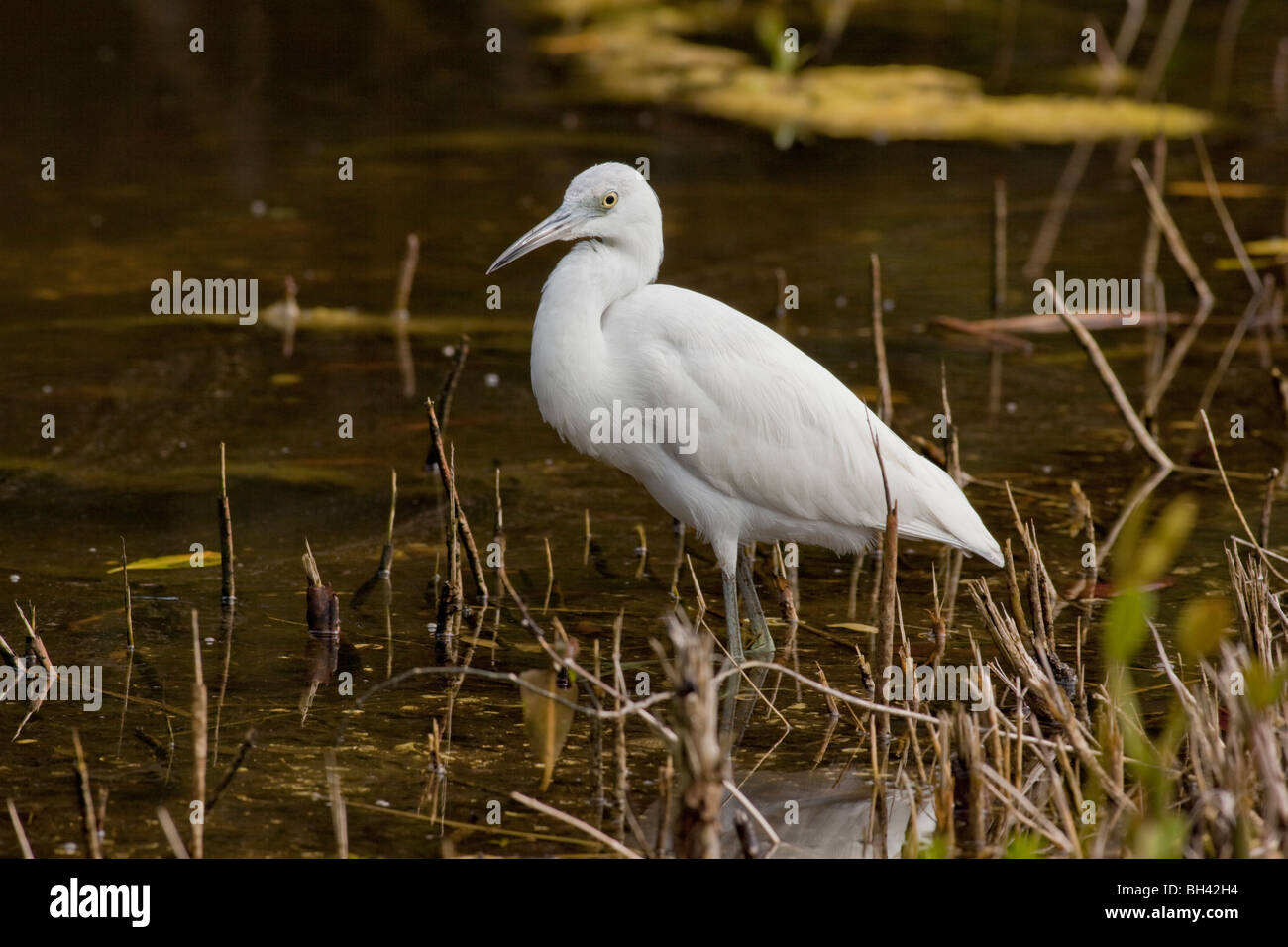 Cattle Egret (Bubulcus ibis) is a cosmopolitan species of heron (family Ardeidae) J. N. "Ding" Darling National Wildlife Refuge Stock Photo