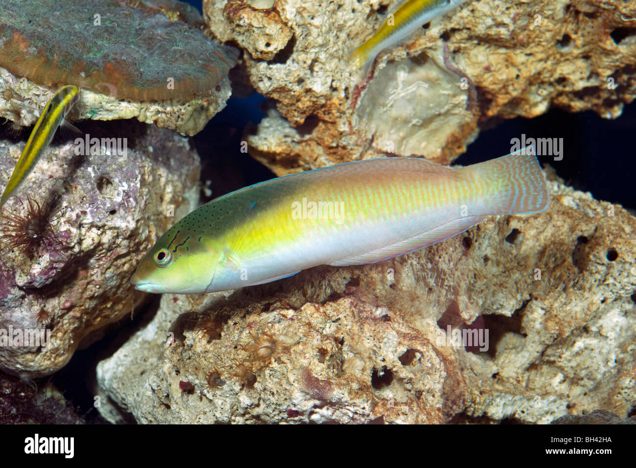 Yellowhead Wrasse - Halichoeres garnoti (Initial Phase) Caribbean Stock Photo