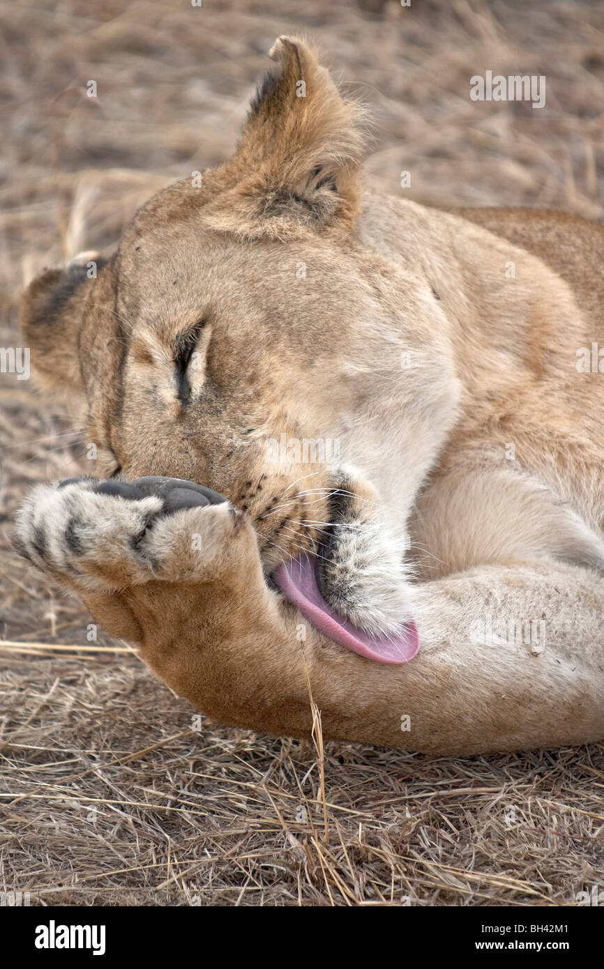 Female african lion hi-res stock photography and images - Alamy
