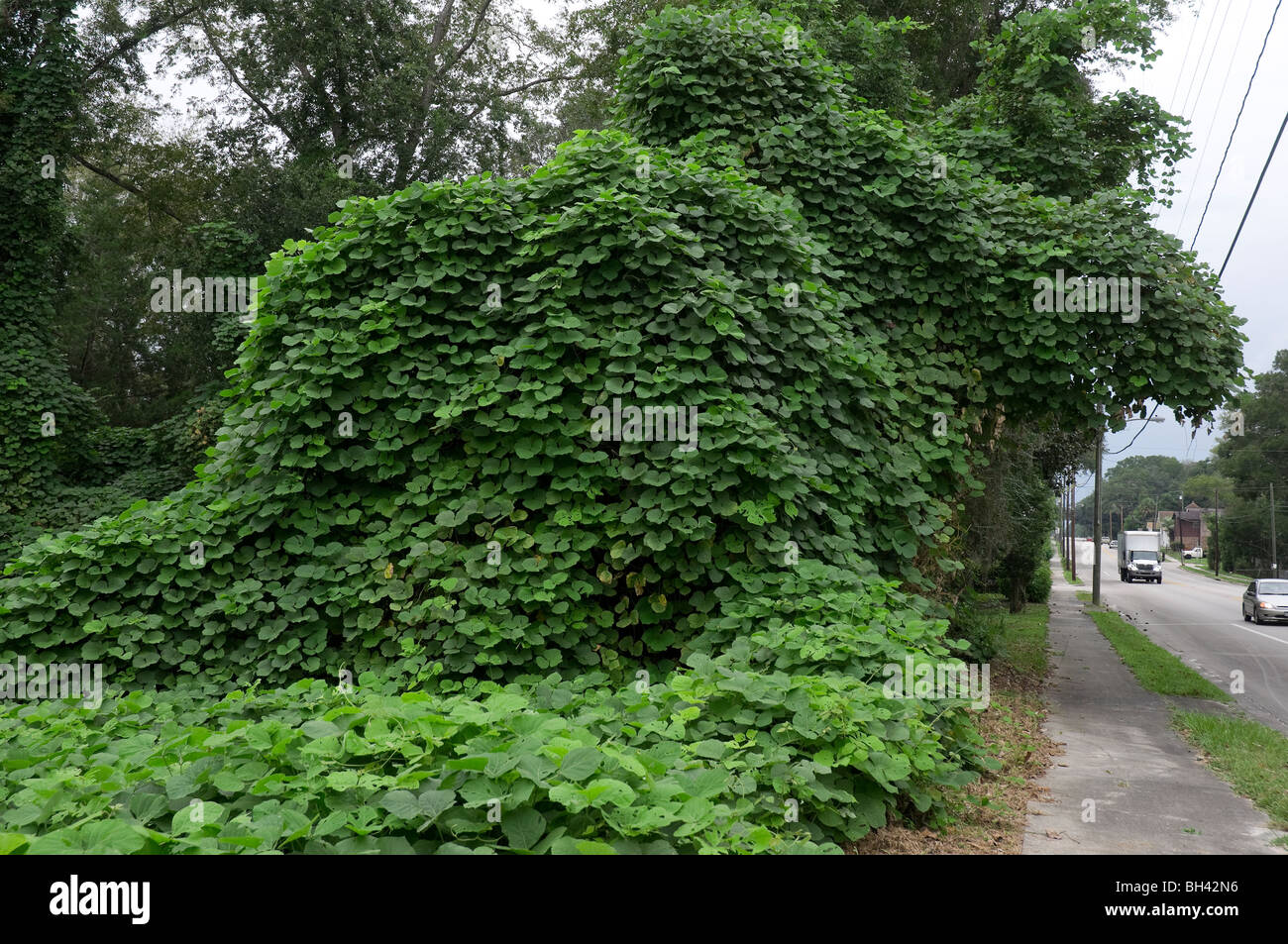 kudzu vines cover landscape in High Springs Florida Stock Photo