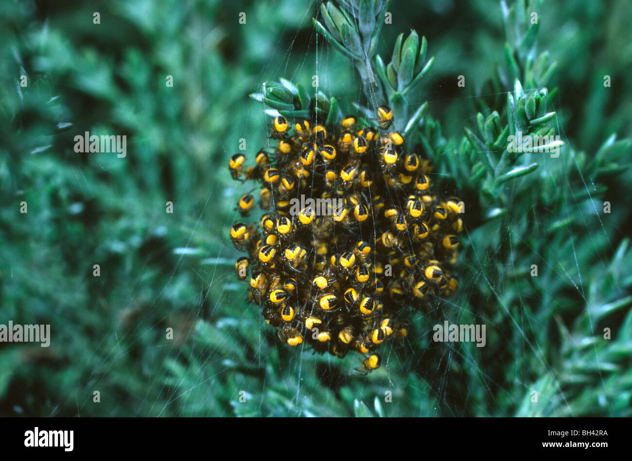 Spiderlings (Araneus diadematus) in a tight cluster in web amongst foliage in garden. Stock Photo