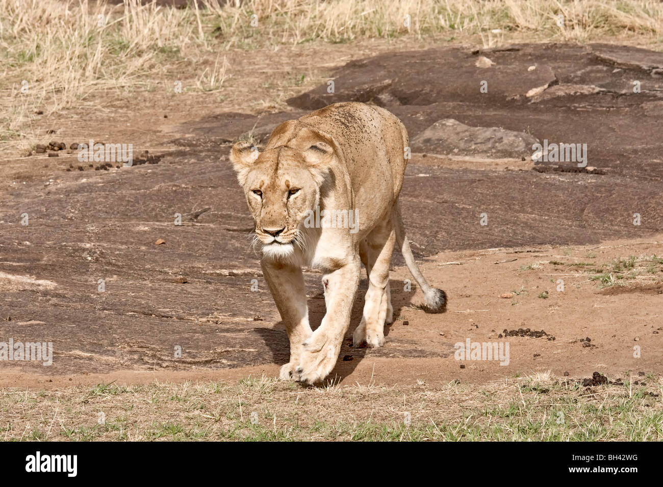 Female African Lioness resting. Stock Photo