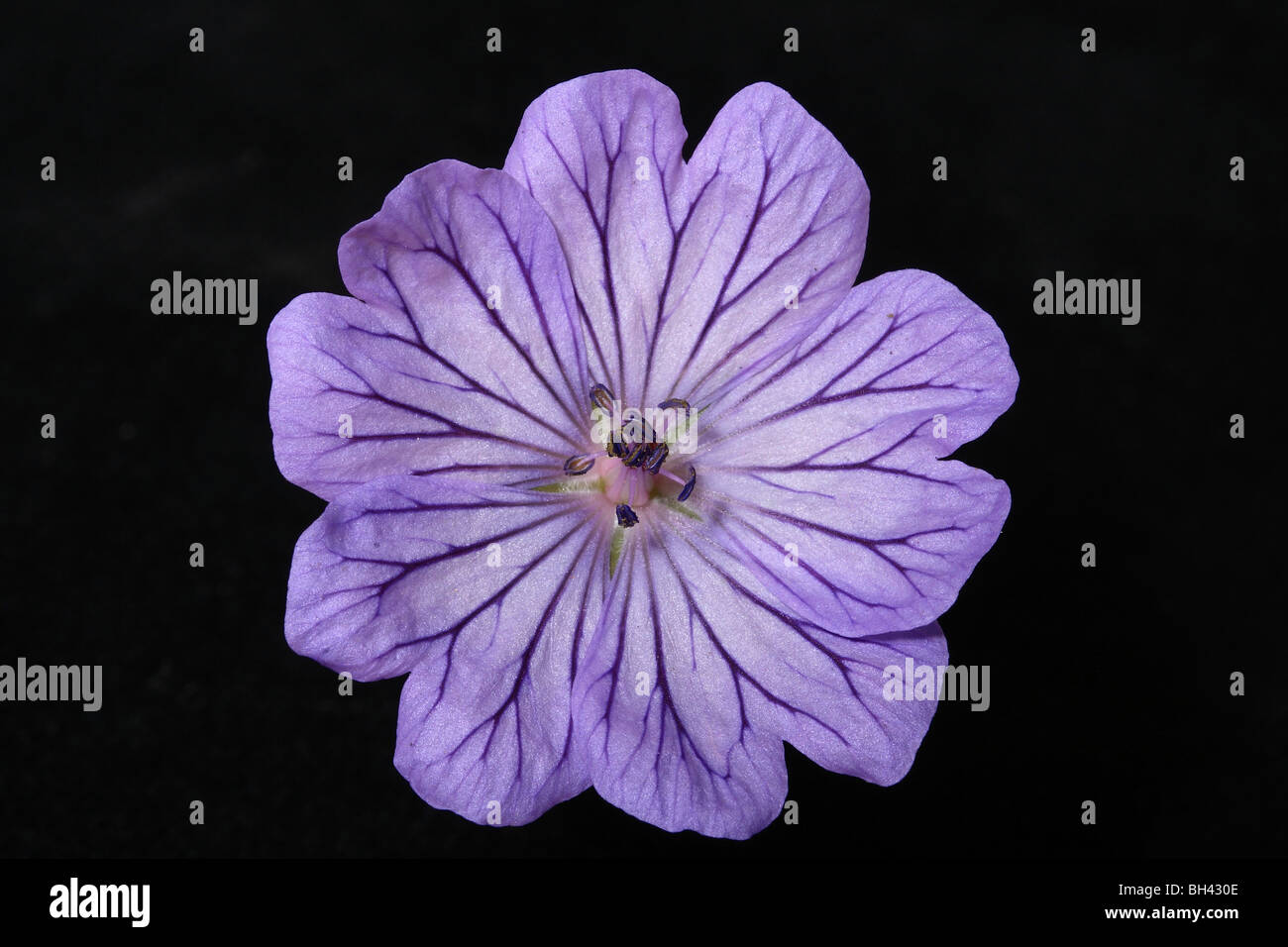 Purple flower hi-res stock photography and images - Alamy
