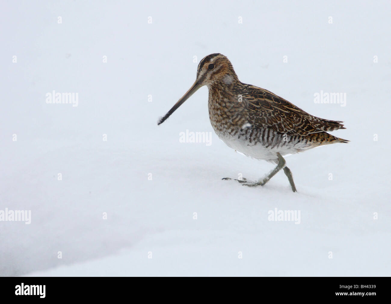 Drumming snipe hires stock photography and images Alamy
