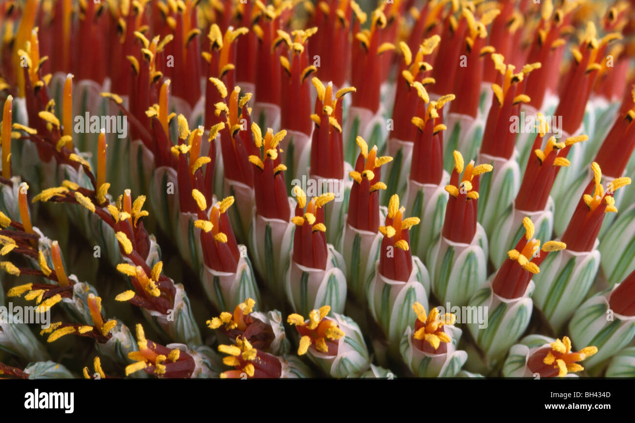 Abstract close up of flower spike (Aloe sessilifolia). Stock Photo