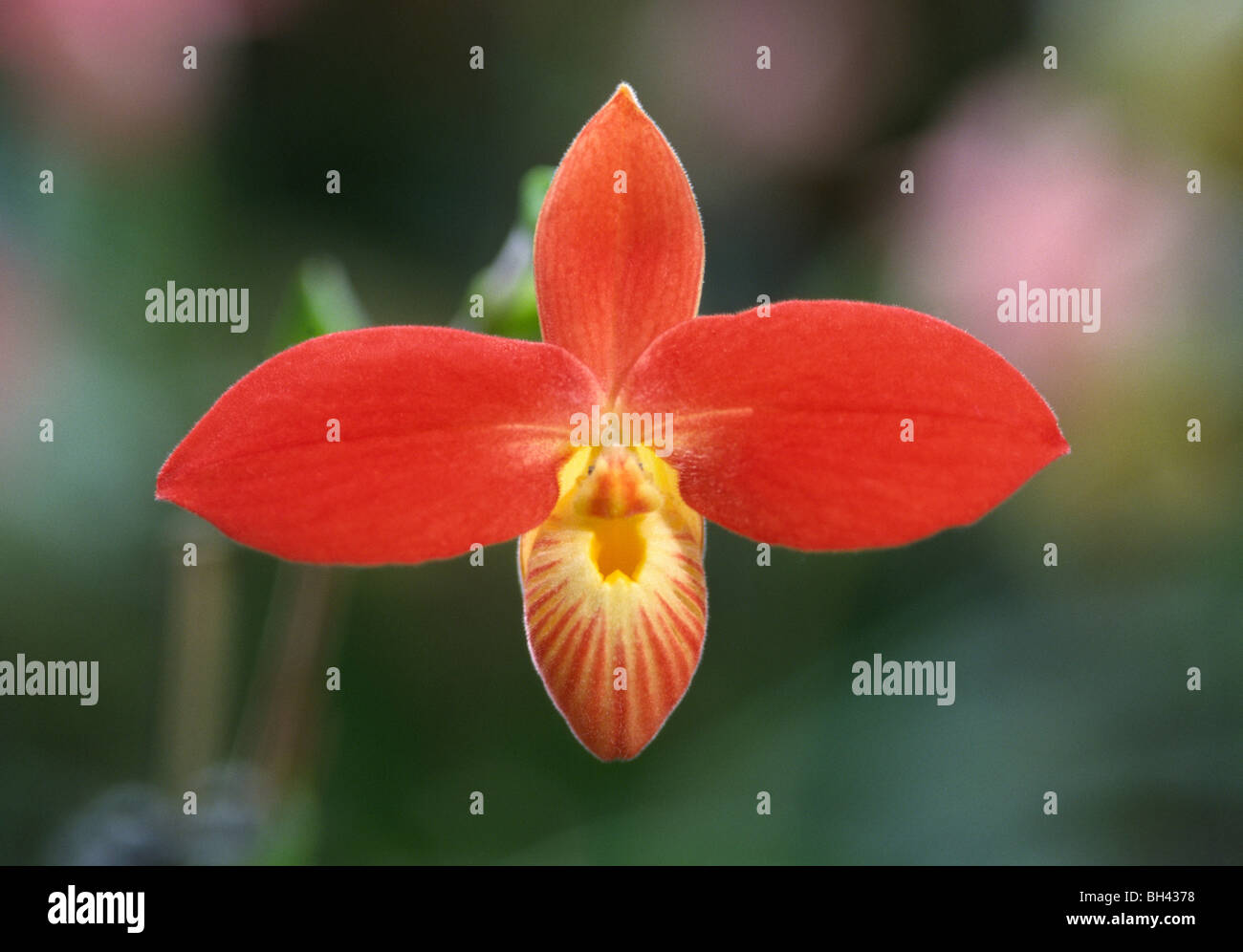 Red slipper orchid (Paphiopedilum variety). Stock Photo