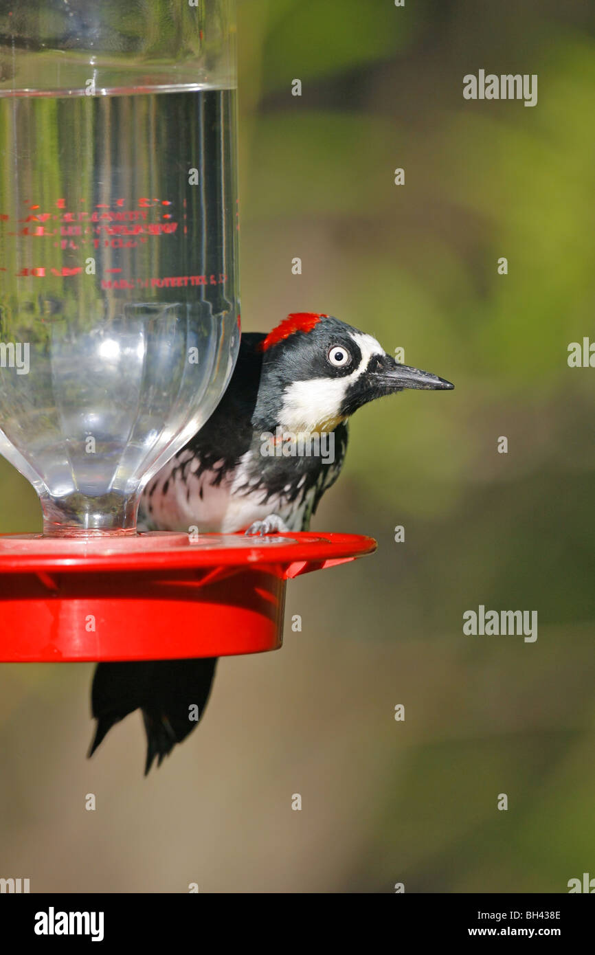Acorn Feeder Stock Photos Acorn Feeder Stock Images Alamy