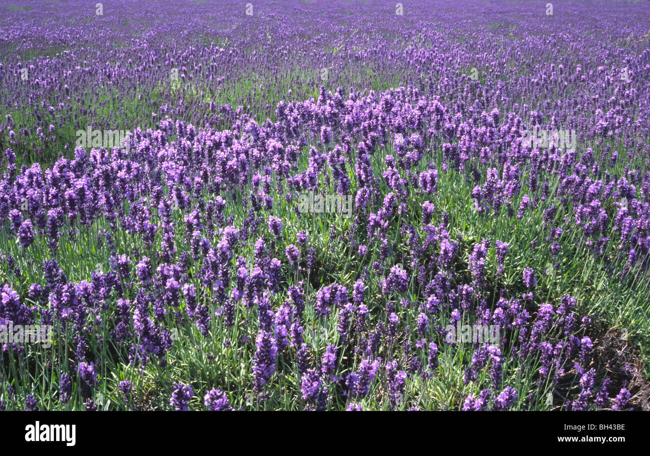 Lavender growing in mass in one of Heacham's lavender fields (Lavendula angustifolia). Stock Photo