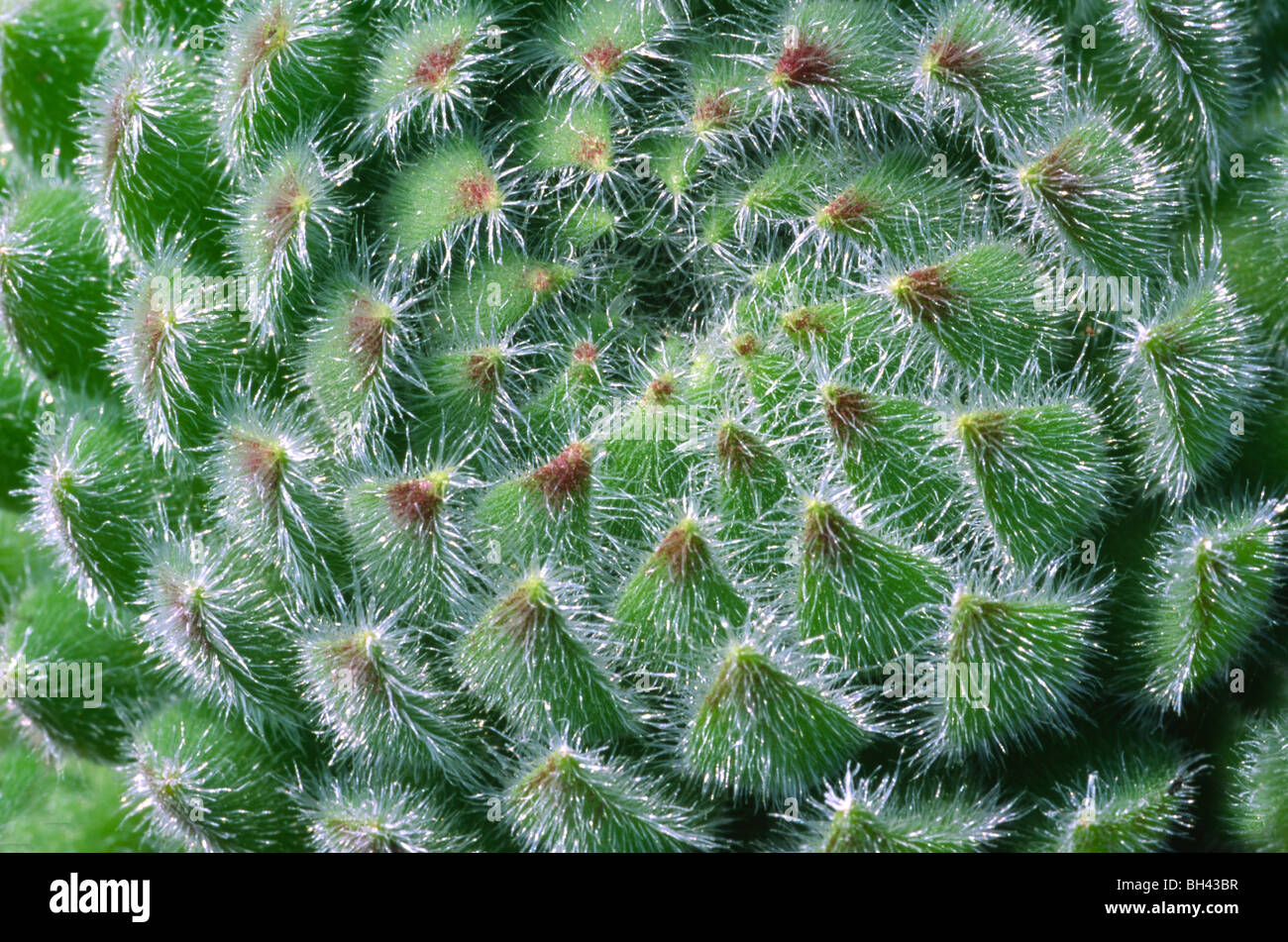 Abstract close up image of succulent plant with tightly packed hairy leaves. Stock Photo