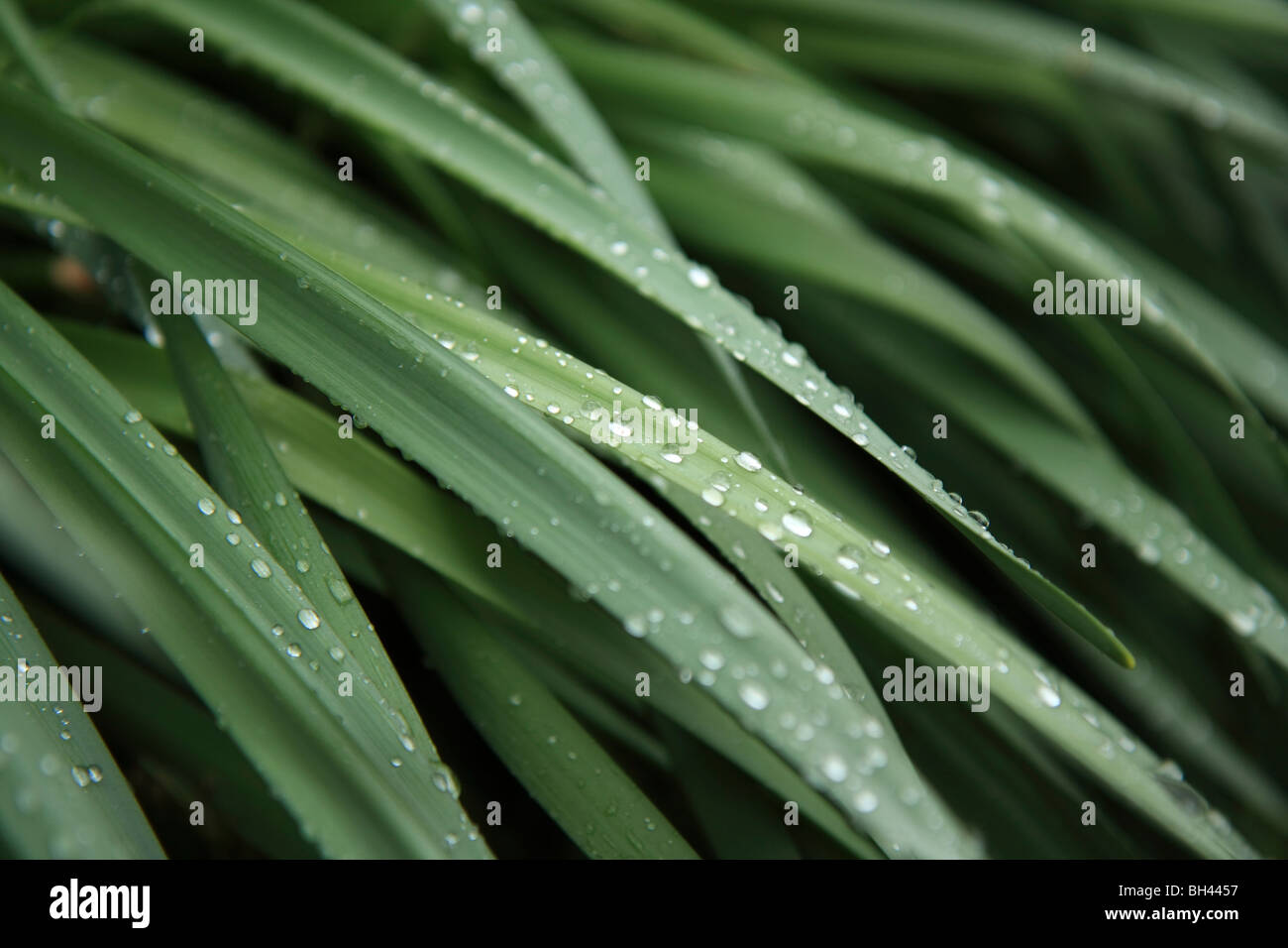 Wet leaves at dawn at coastal cliff path south of Guernsey near St Martin. Stock Photo