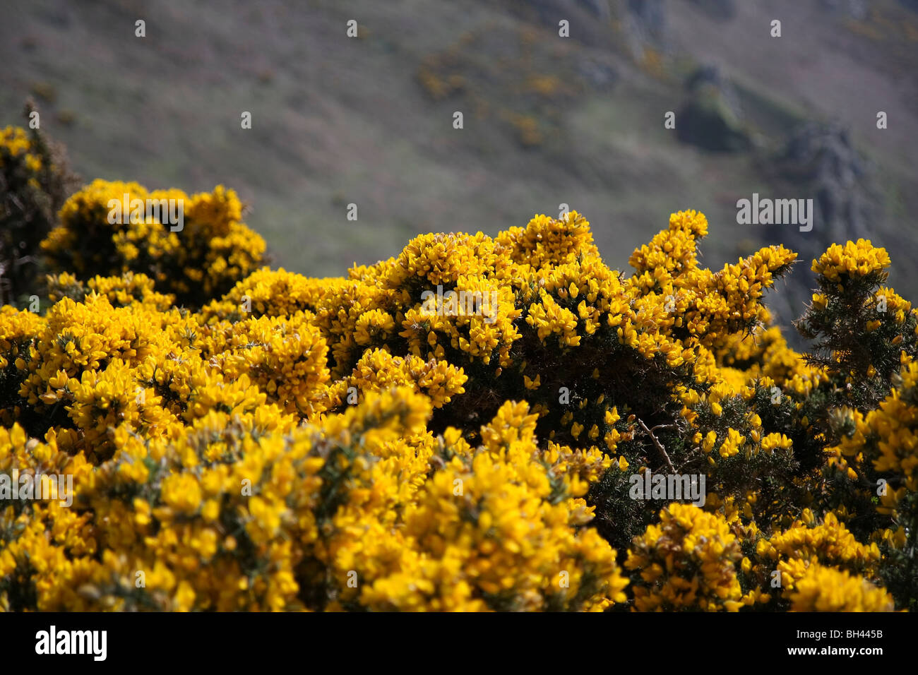 Yellow gorse flowers along cliff paths. Stock Photo