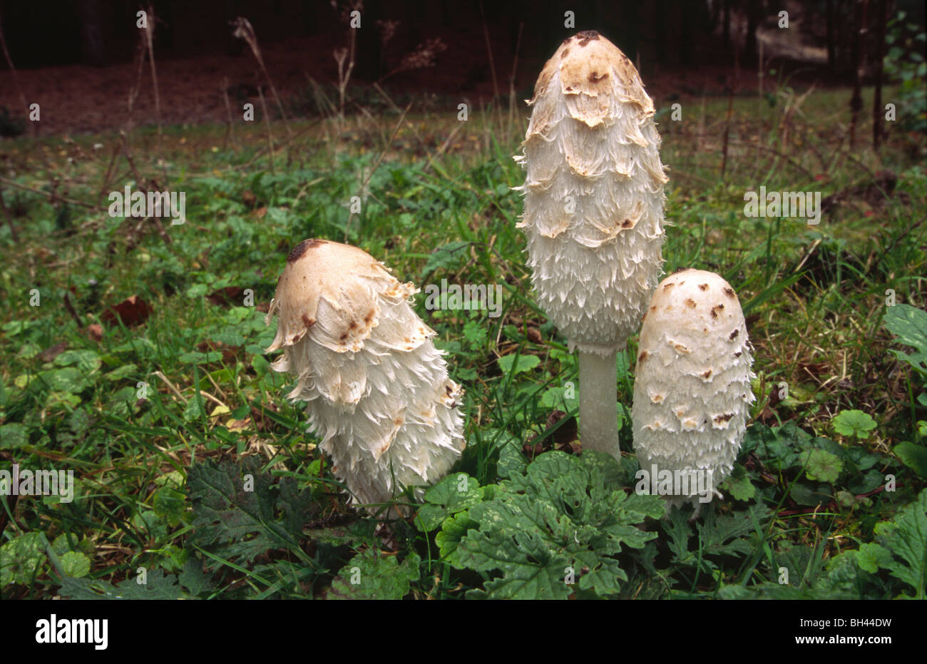 View of fungus (Coprinus comatus) in early stages of growth. Stock Photo