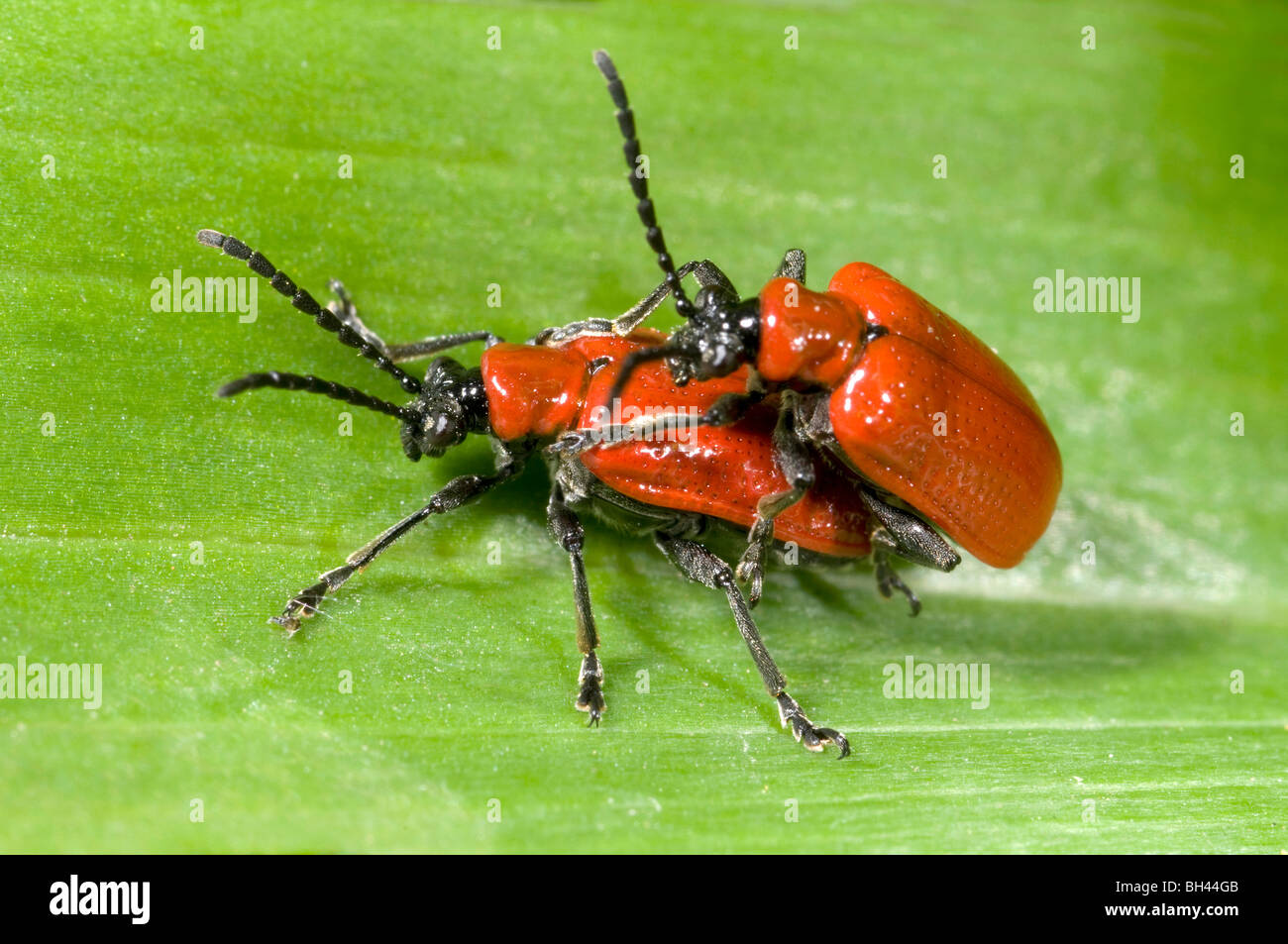 Beetles (Lilocerus lilii) mating on lily leaf in garden. Stock Photo