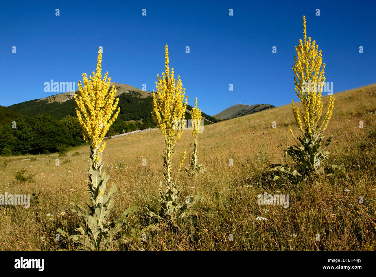 Hoary mullein plants (Verbascum pulverulentum) growing in dry grassland in mountainous region. Stock Photo