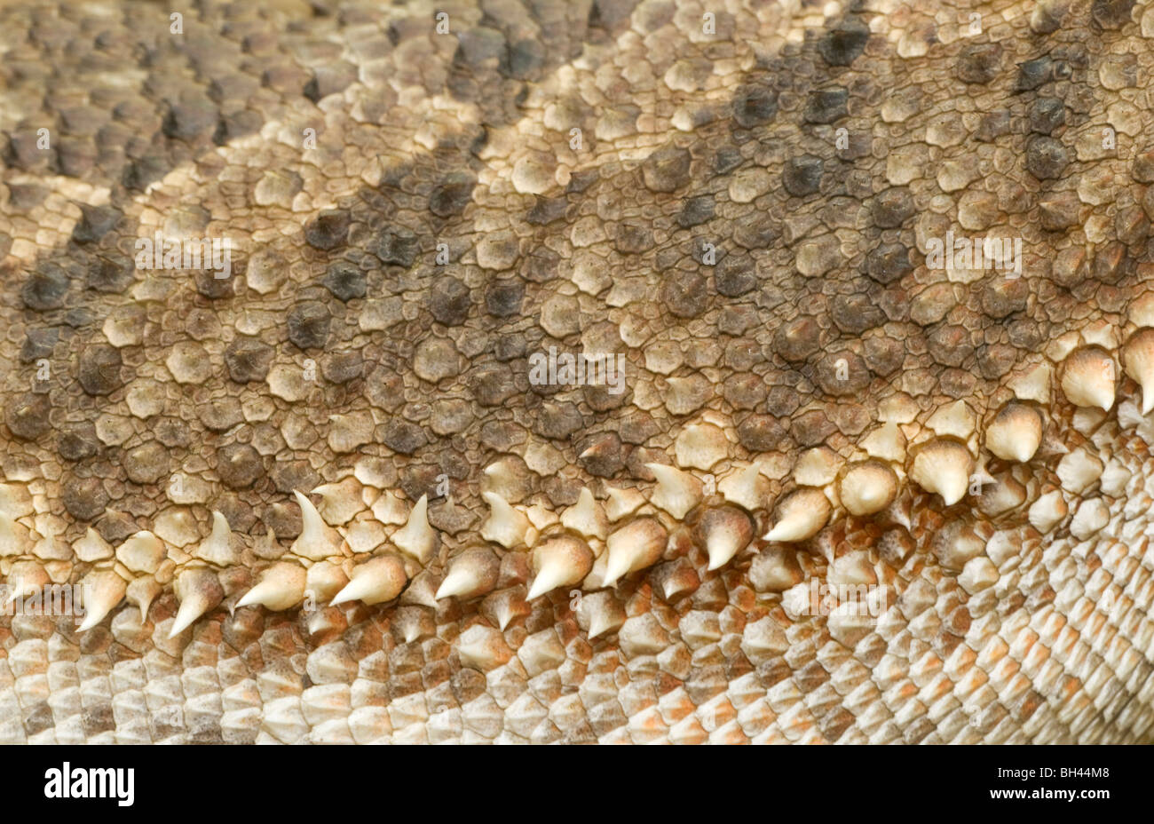 Bearded dragon (Pogona vitticeps) close up of scaly skin texture. Stock Photo
